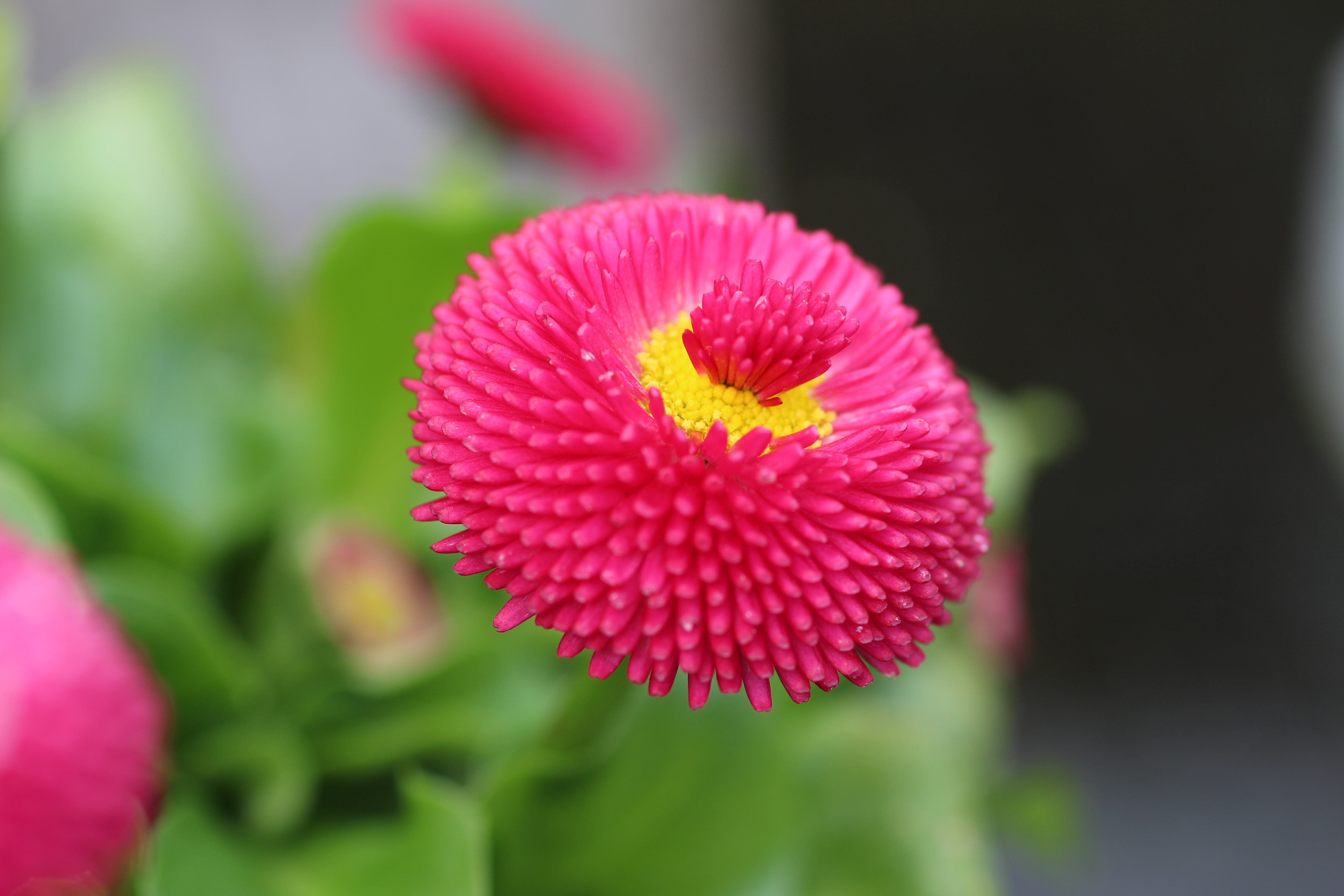 bellis-perennis-met-vergroeiing-in-hartje