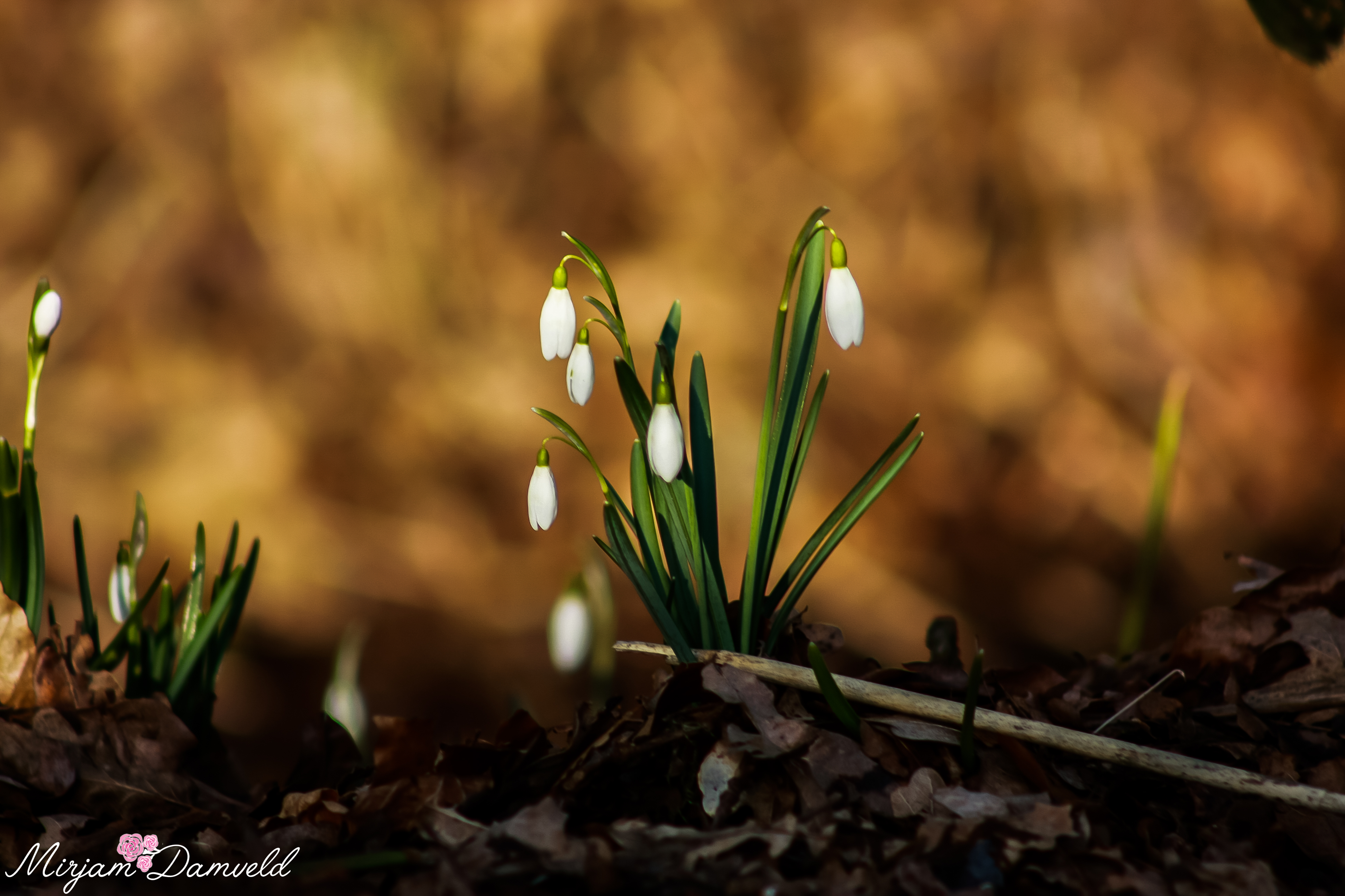 lente-in-twente-1