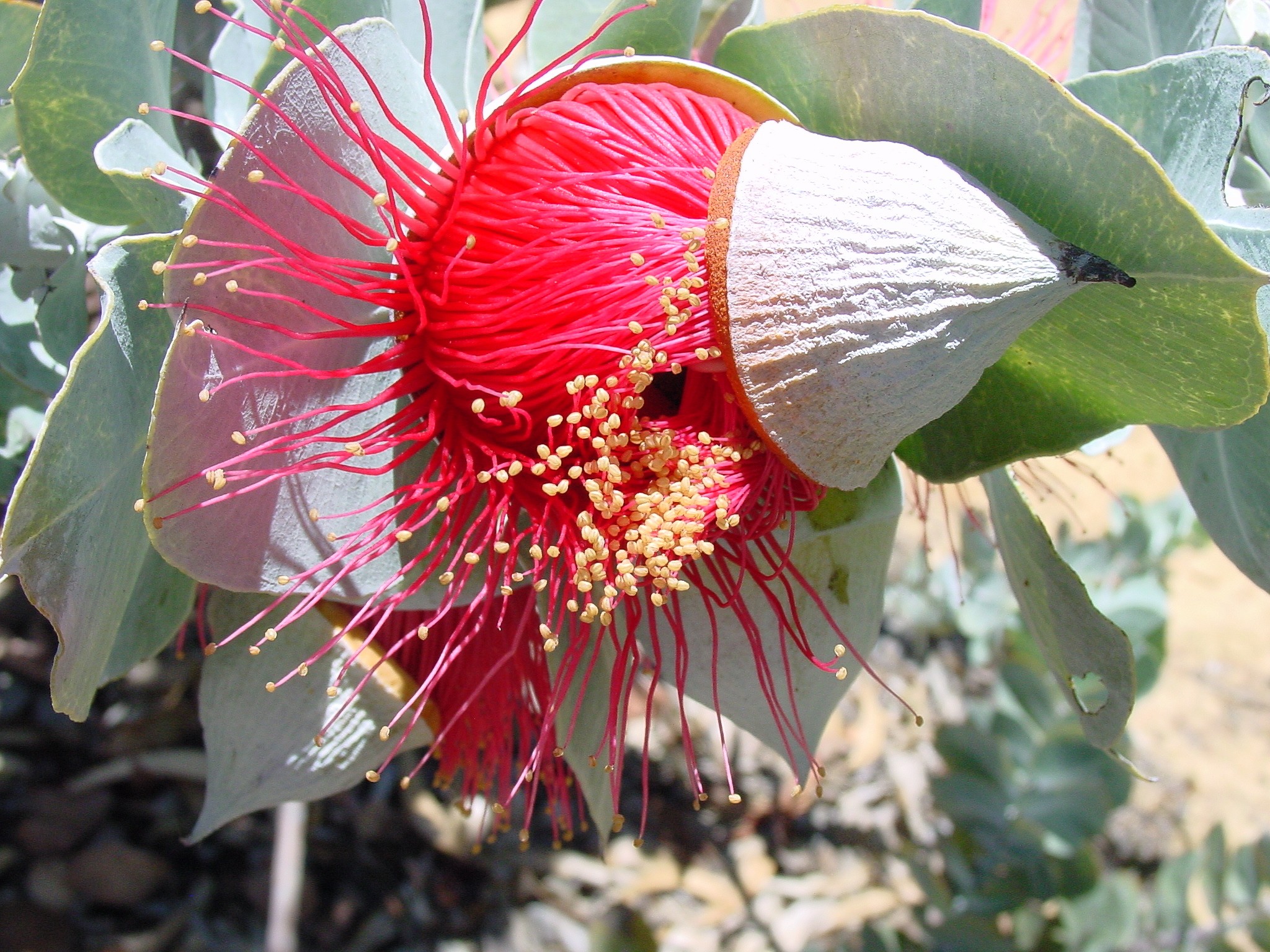 eucalyptus-in-australie