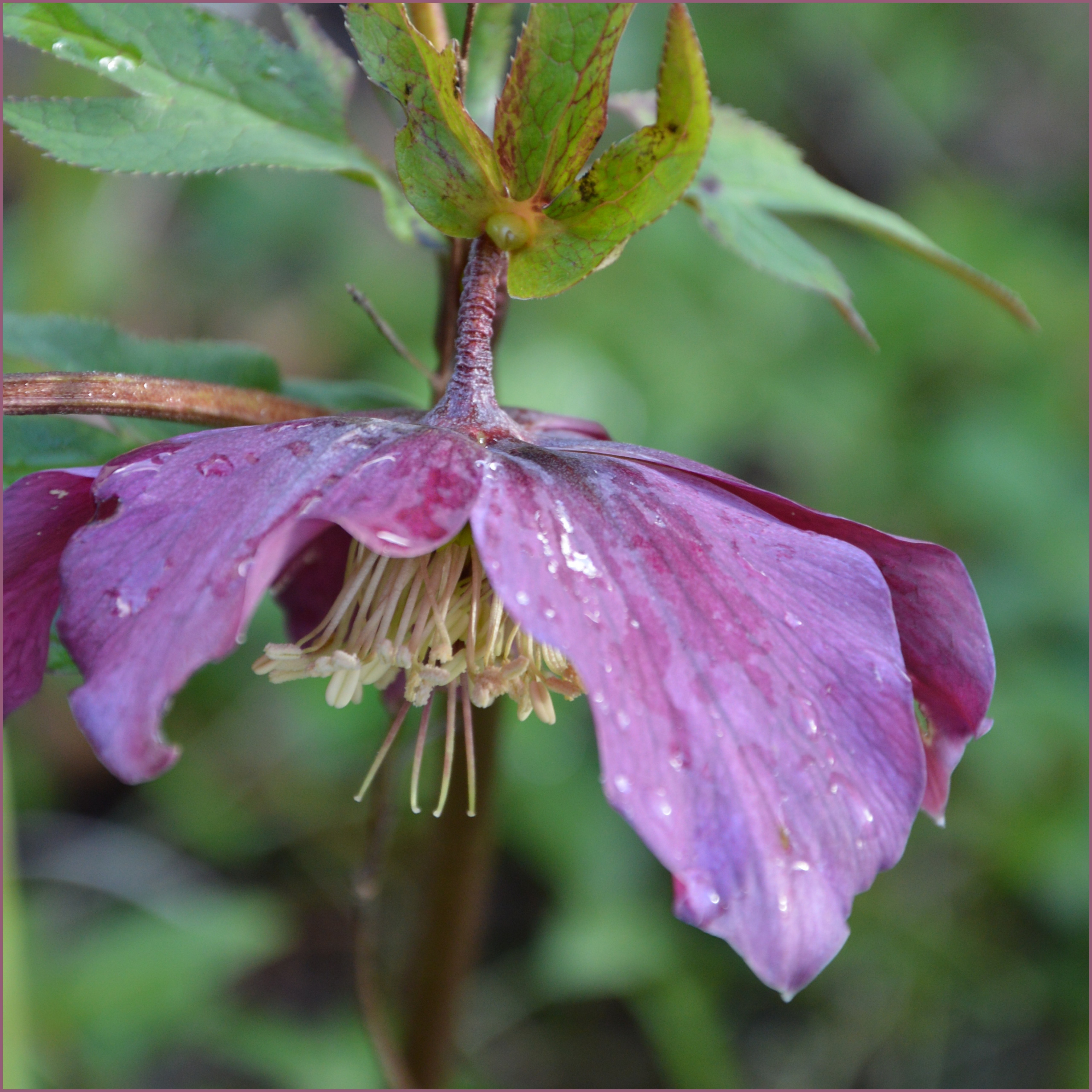 helleboris-in-de-regen