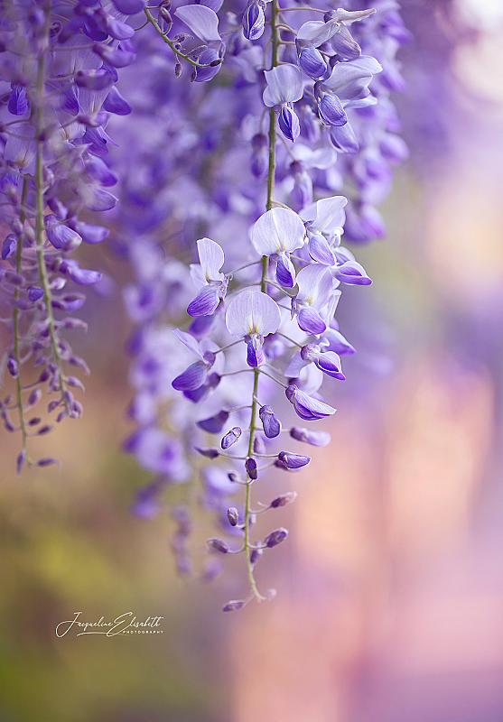 wisteria-is-natures-poetry-in-bloom