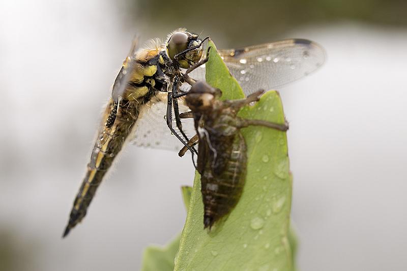 viervlek-libellula-quadrimaculata