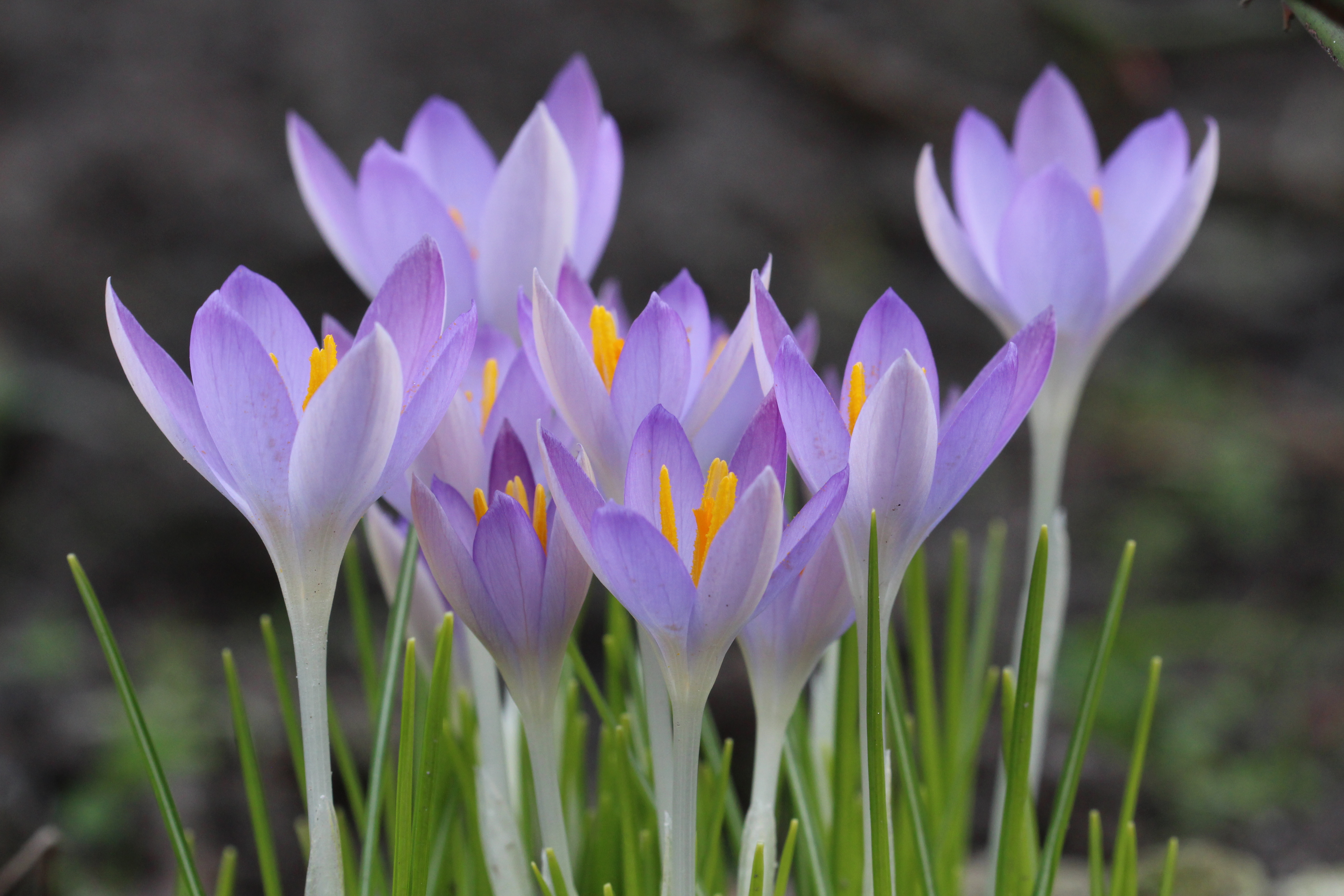crocusjes-1