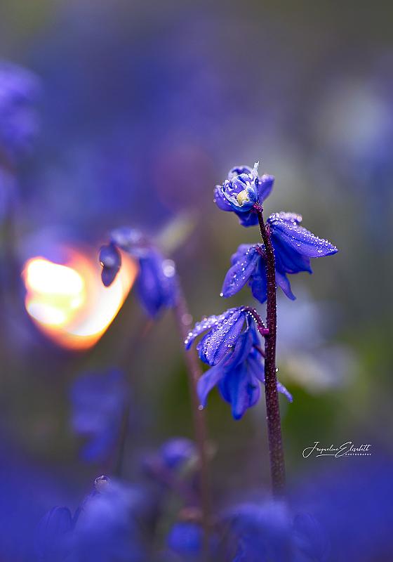 a-quiet-sea-of-blue-holding-the-light
