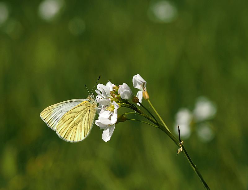 vlinder-witje