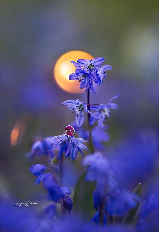 nature-doesnt-hurry-yet-everything-unfolds-in-time