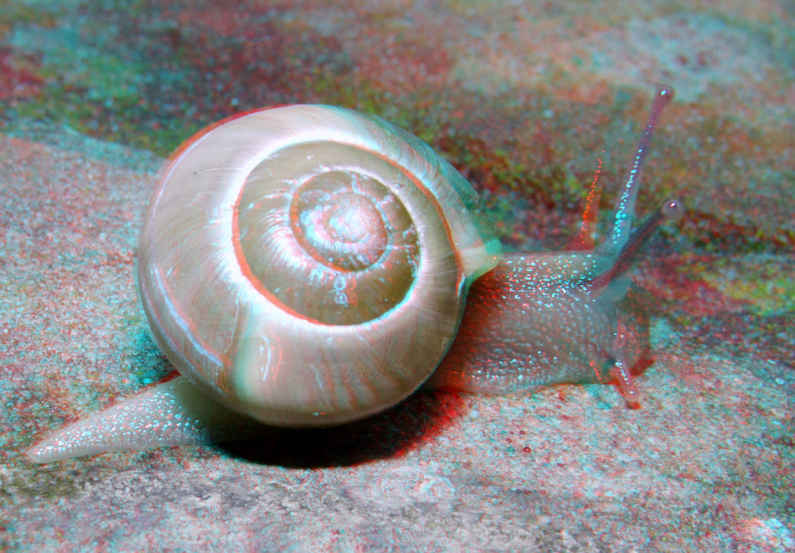 snail-lumix-g6-h-ft012-3d-macro-0