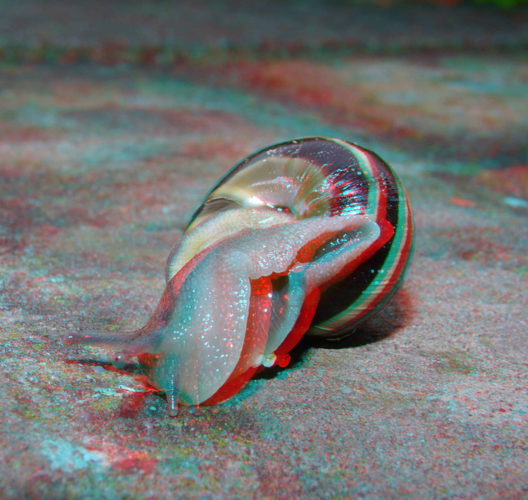 snail-lumix-g6-h-ft012-3d-macro