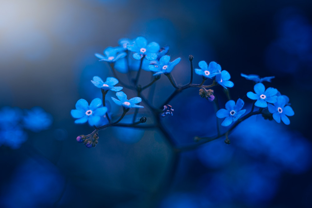 forget-me-not