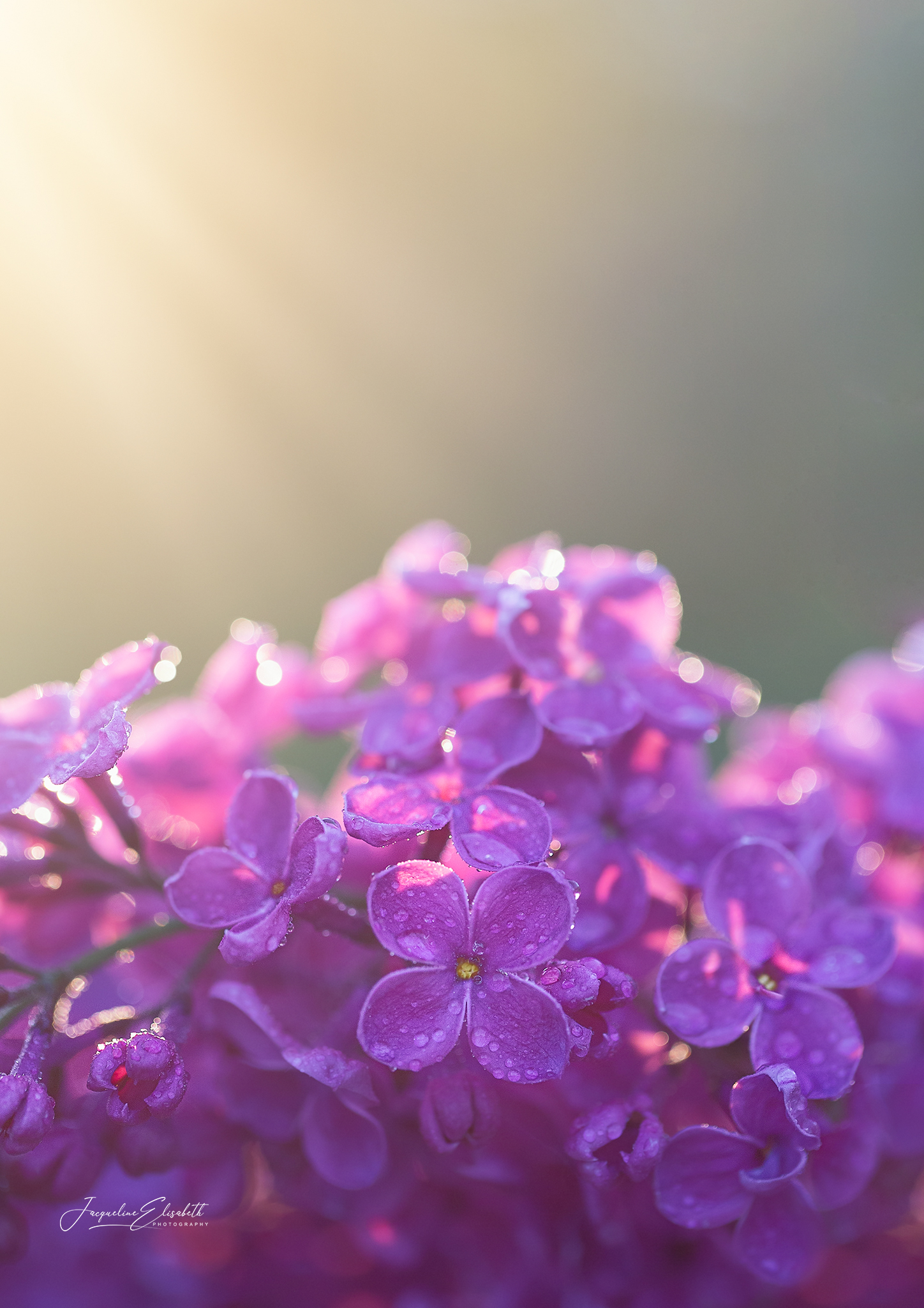 a-soft-lilac-haze-kind-of-day