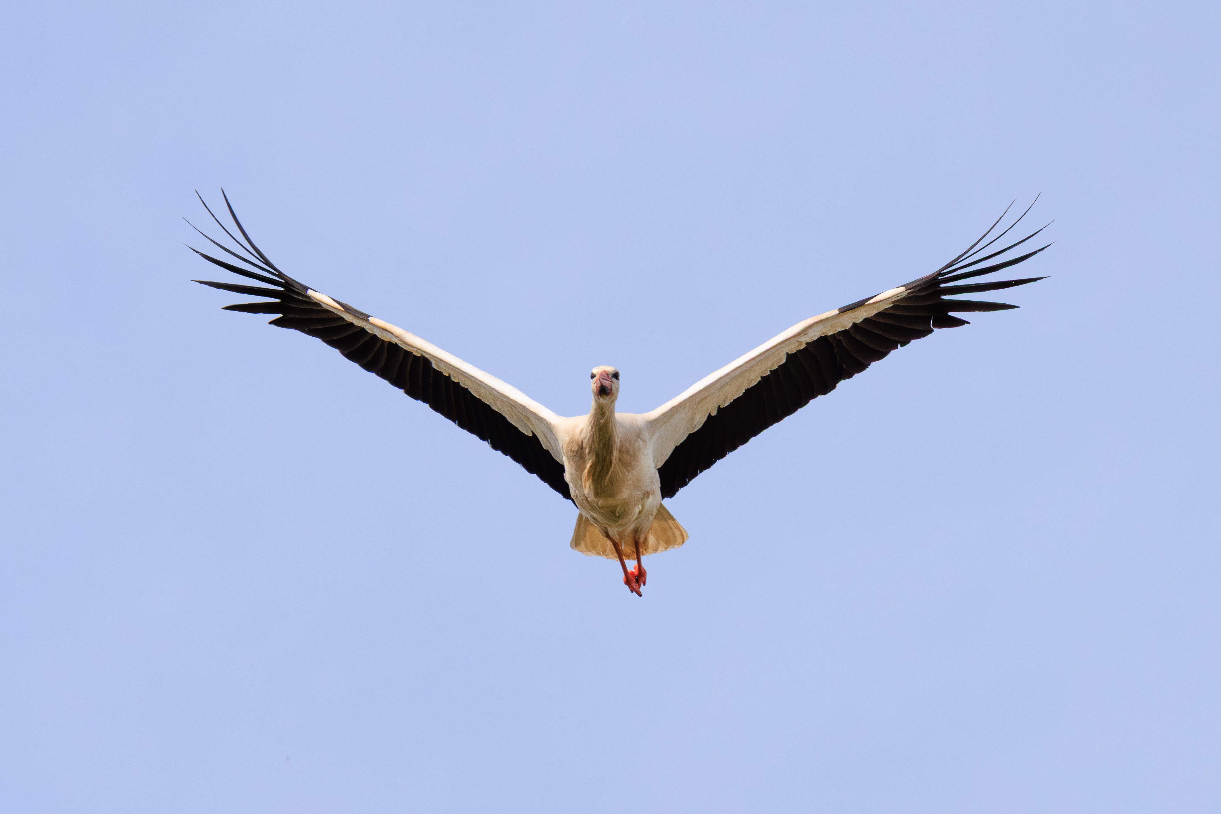 ooievaar-in-de-vlucht-0