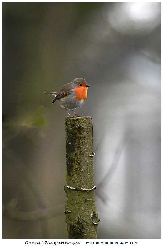 roodborst-49
