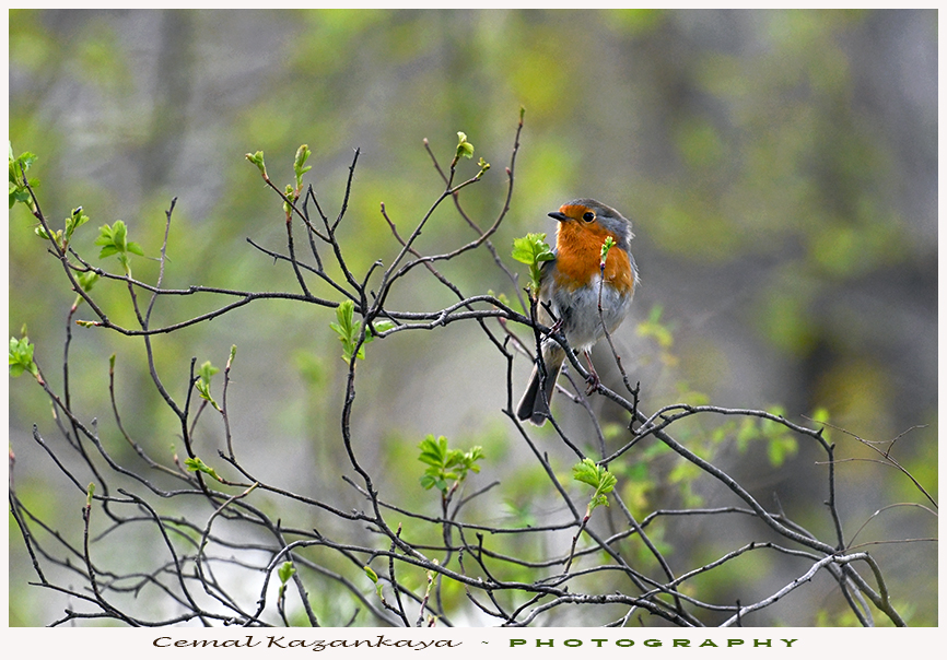 roodborst-47