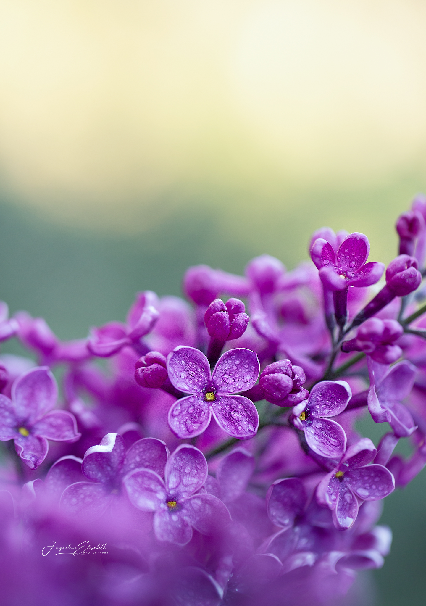 a-lilac-state-of-mind