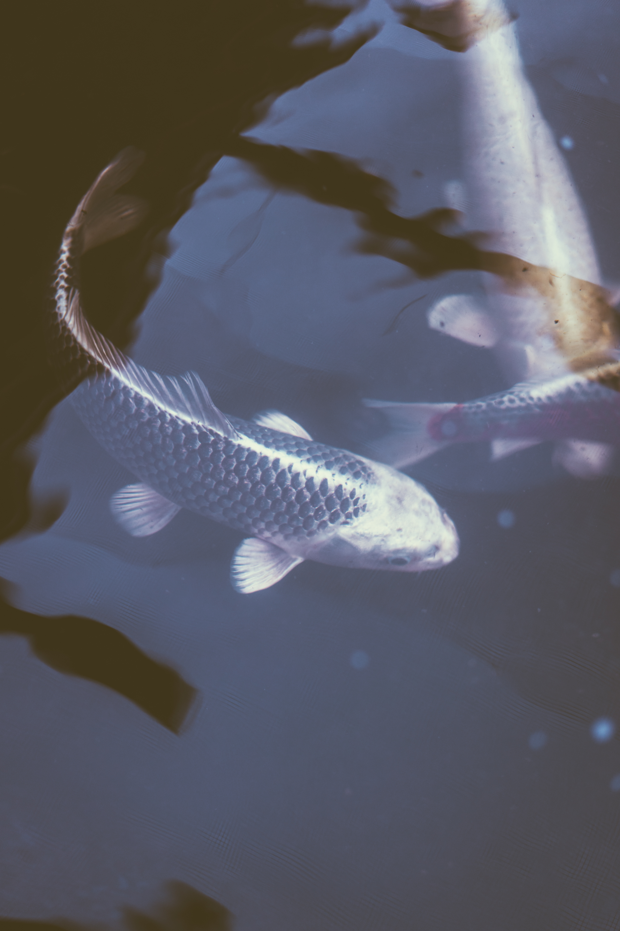 koi