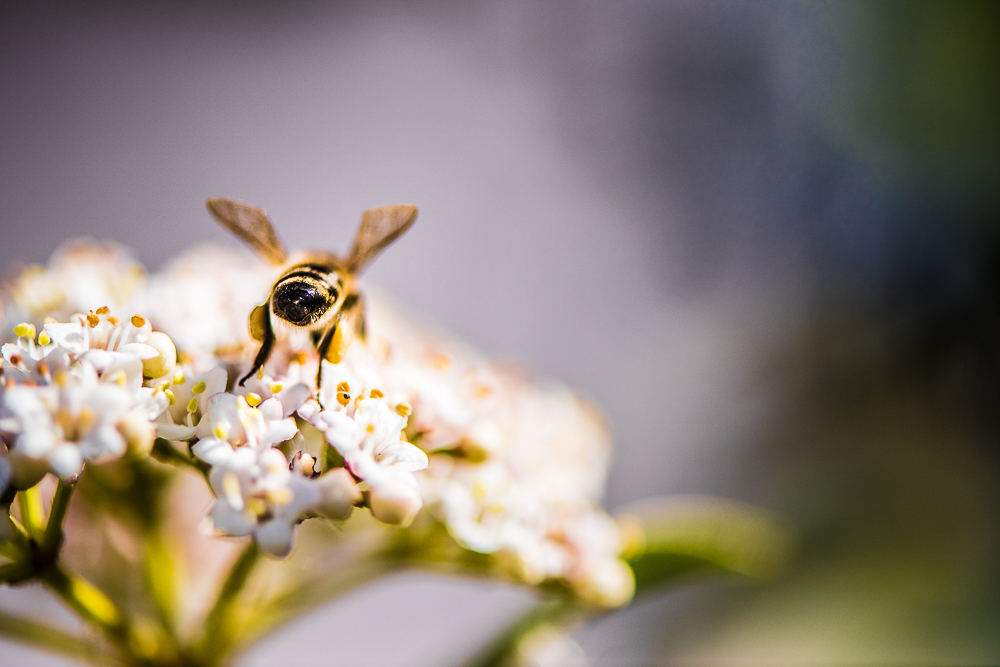 springtime-in-beeland