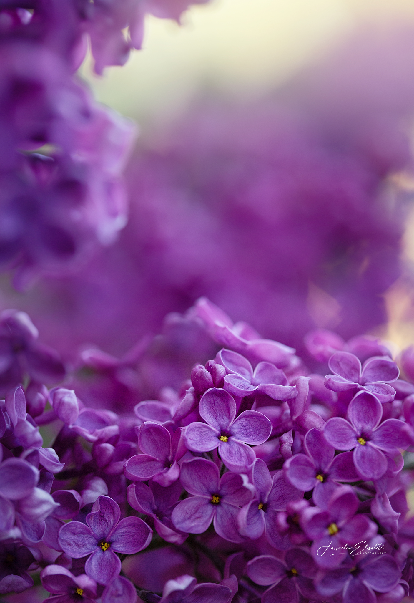 lost-in-lilac-dreams