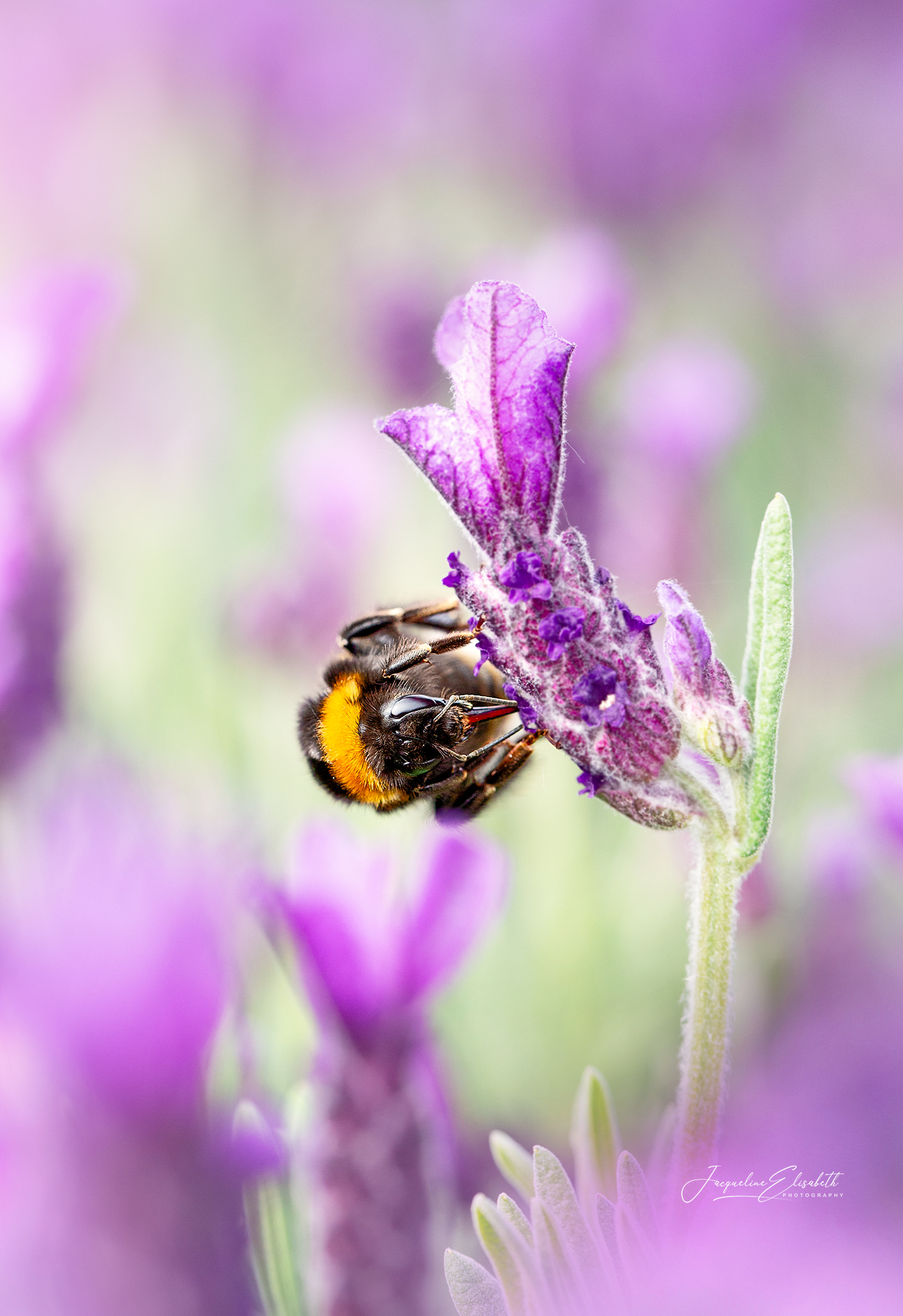 remember-the-bumblebee-does-something-impossible-every-day