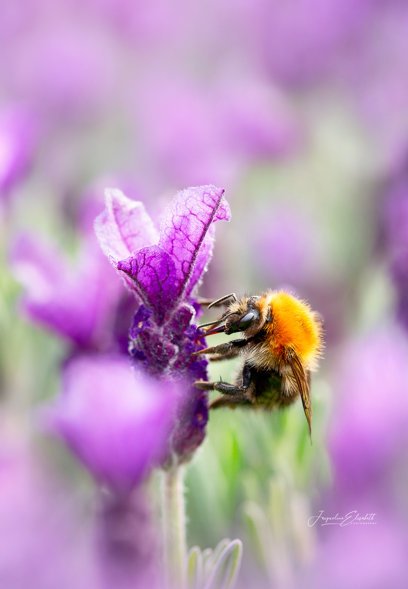dancing-in-fields-of-purple