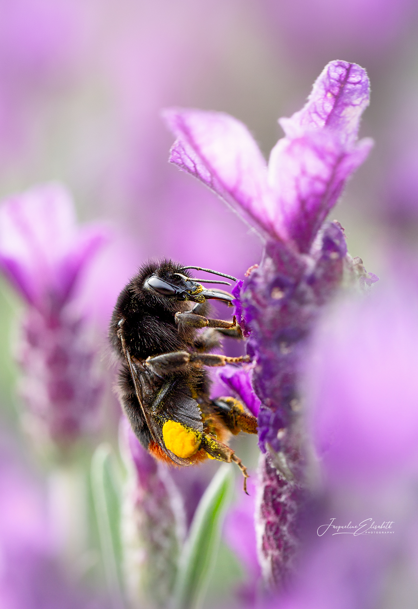 where-the-bumblebee-belongs