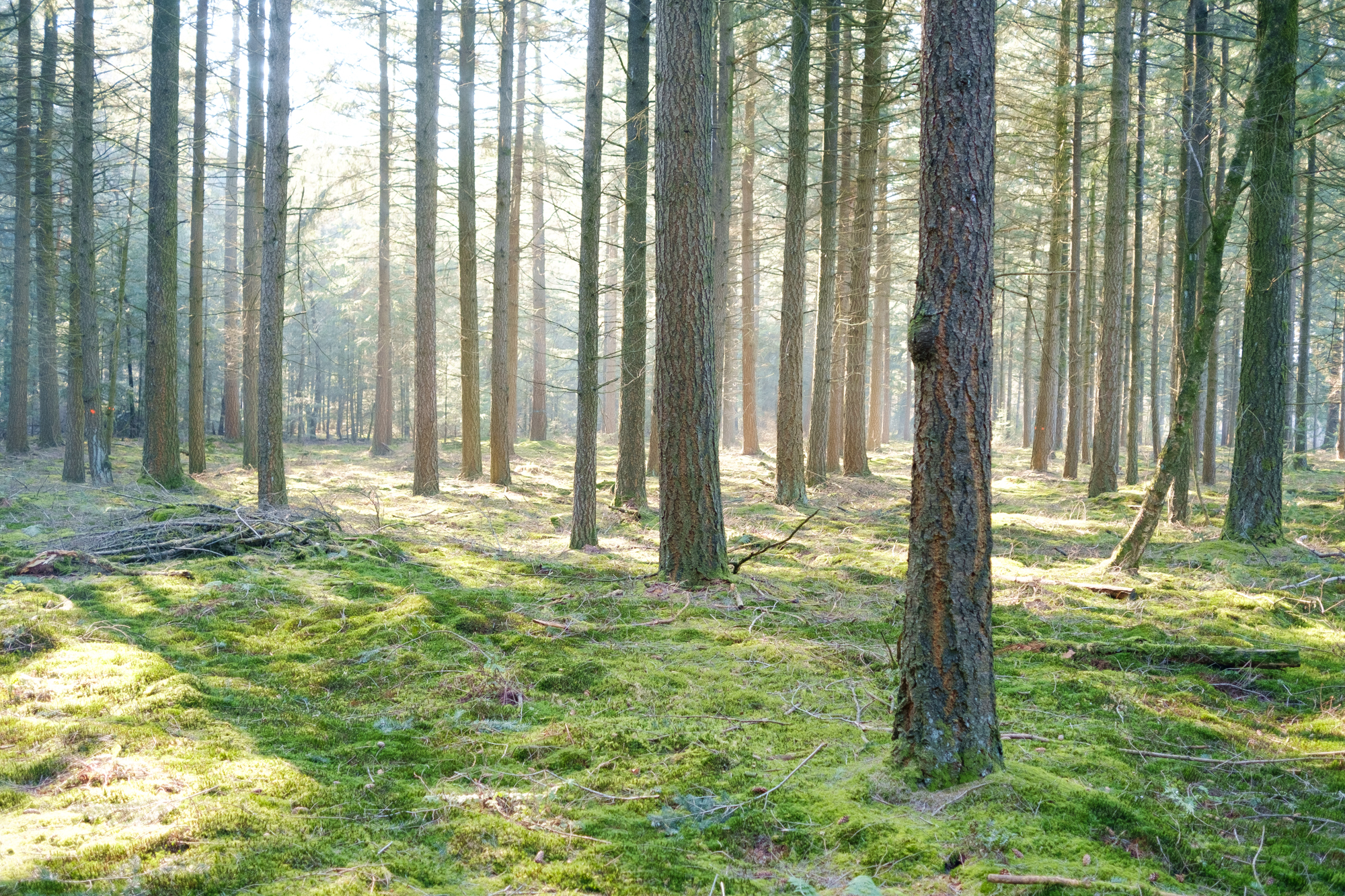 molenheide-wilbertoord-mill-en-sthubert