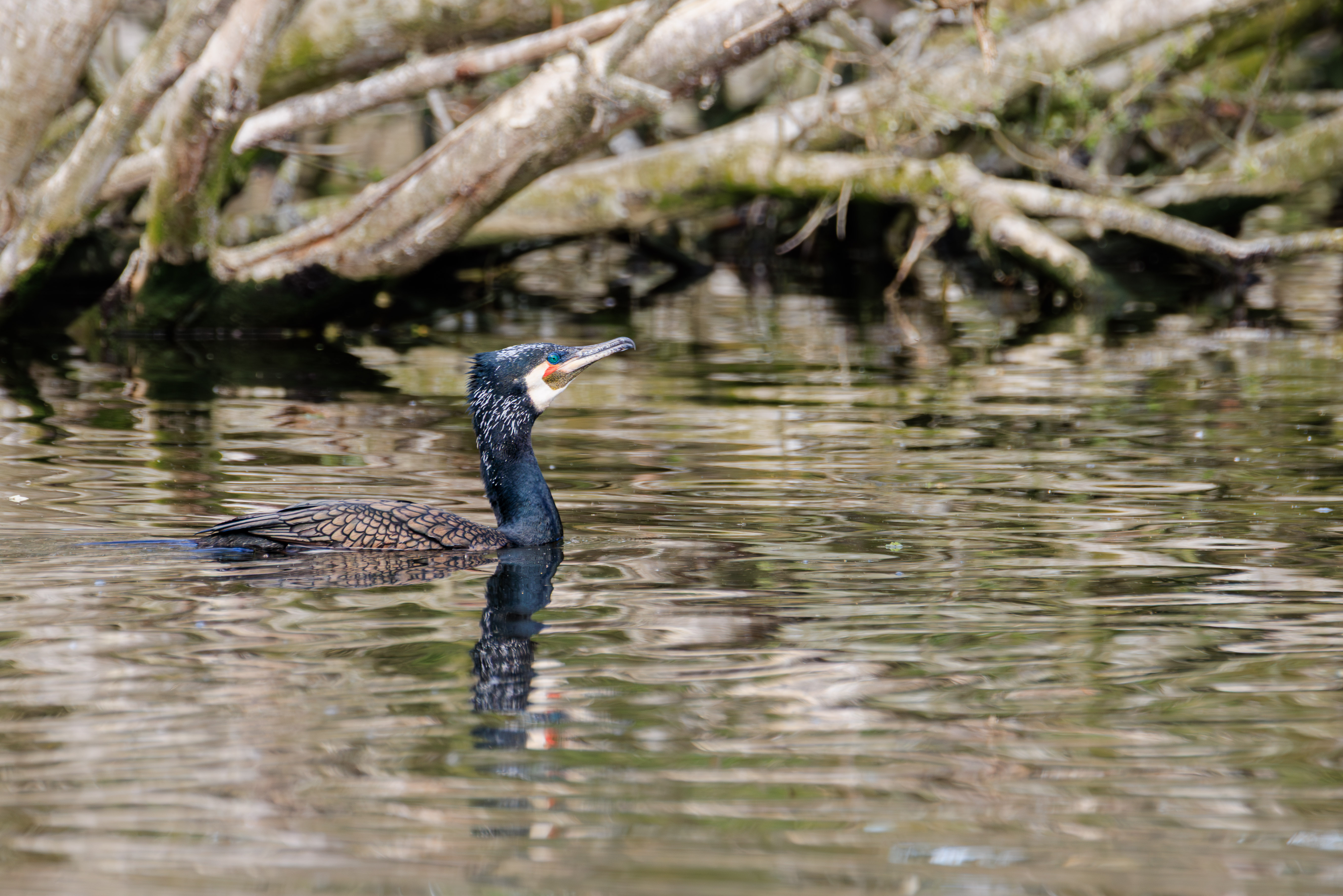 aalscholver-in-al-zijn-kleurenpracht
