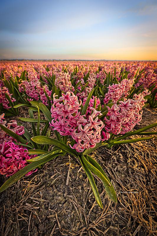 at-the-hyacints-fields