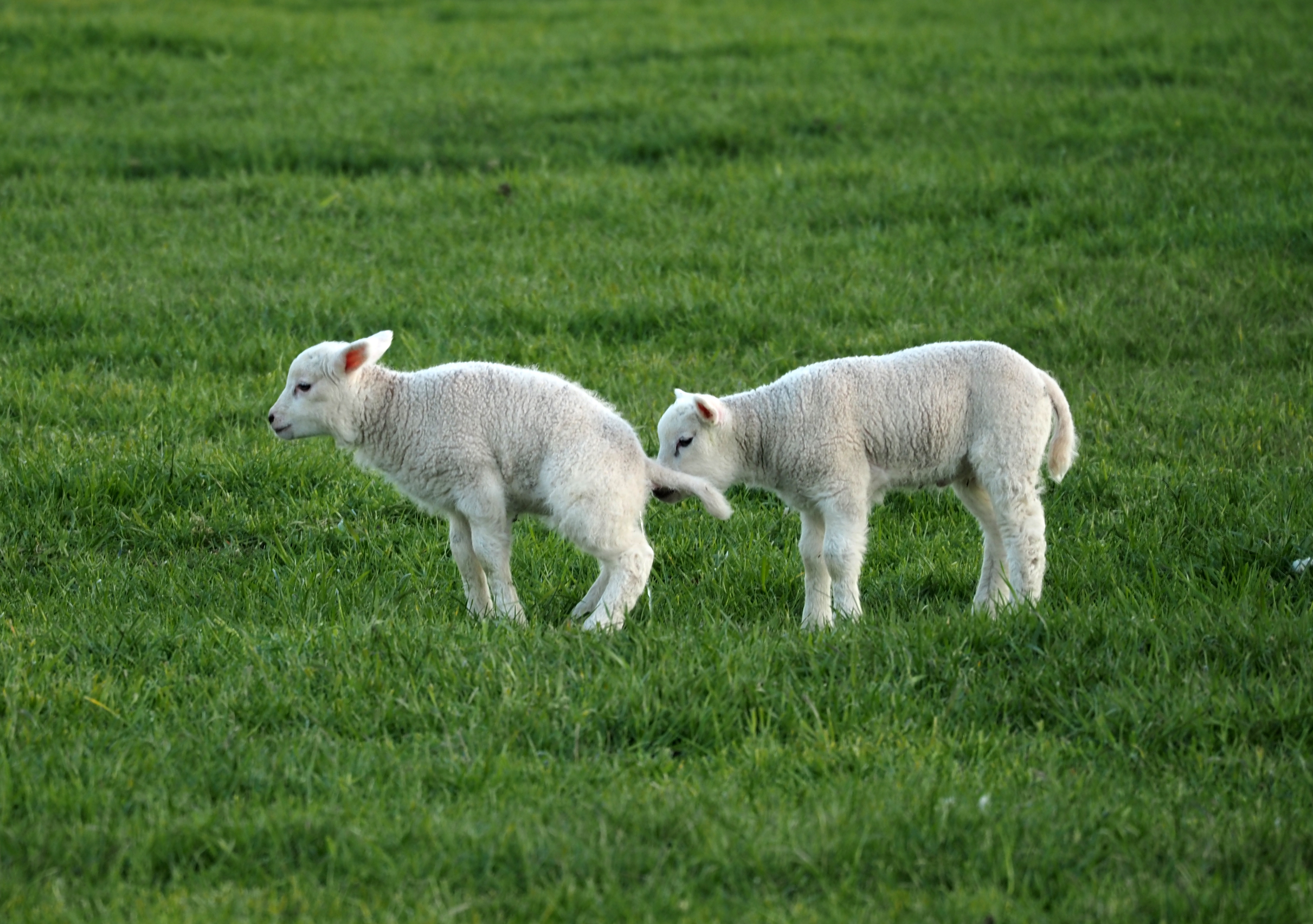 nieuwgierige-lammetje