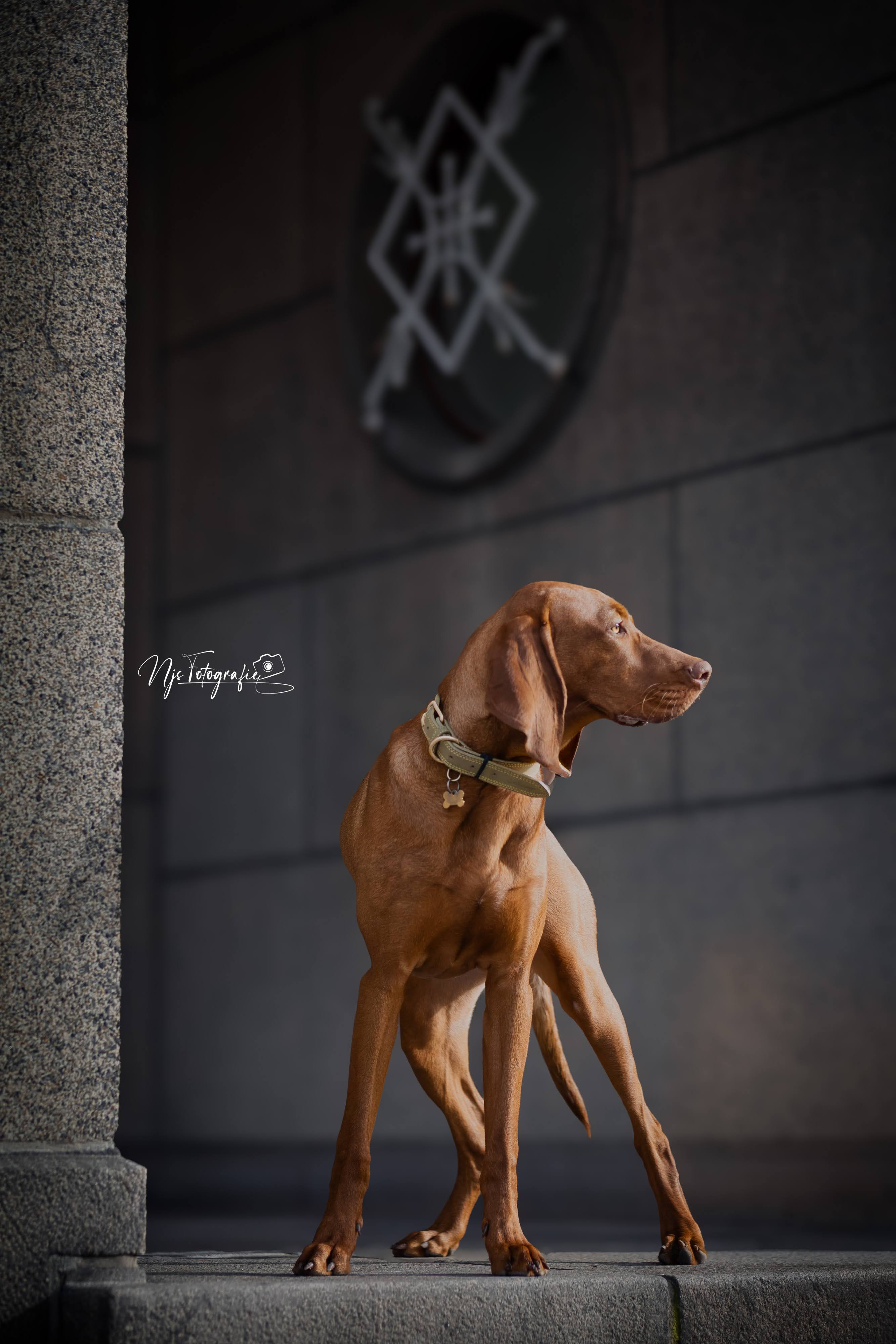 vino-the-vizsla