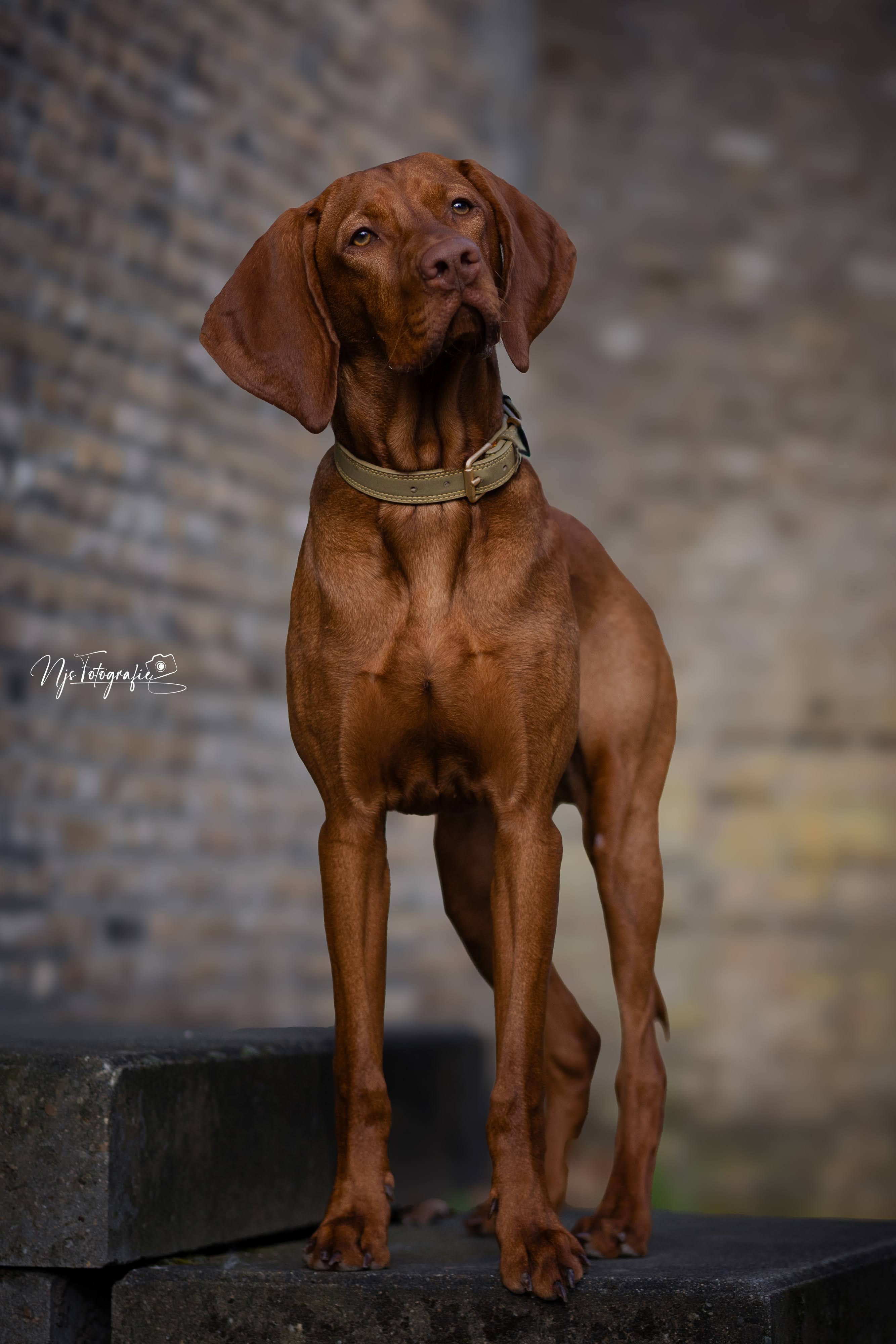 vino-de-vezsla