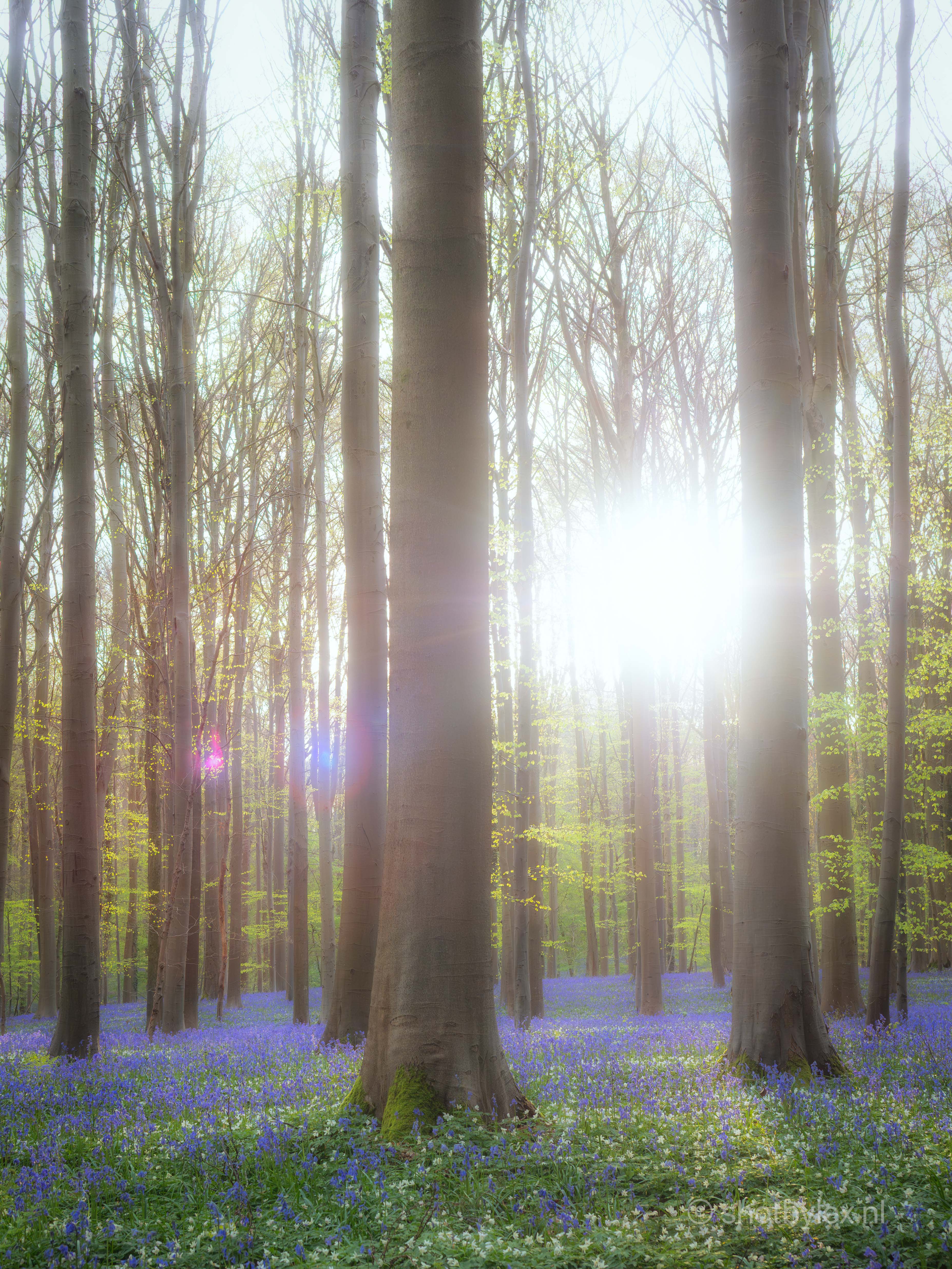 bluebells-0