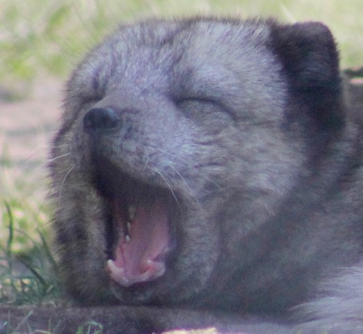 gaaaaapppppik-heb-nog-slaap