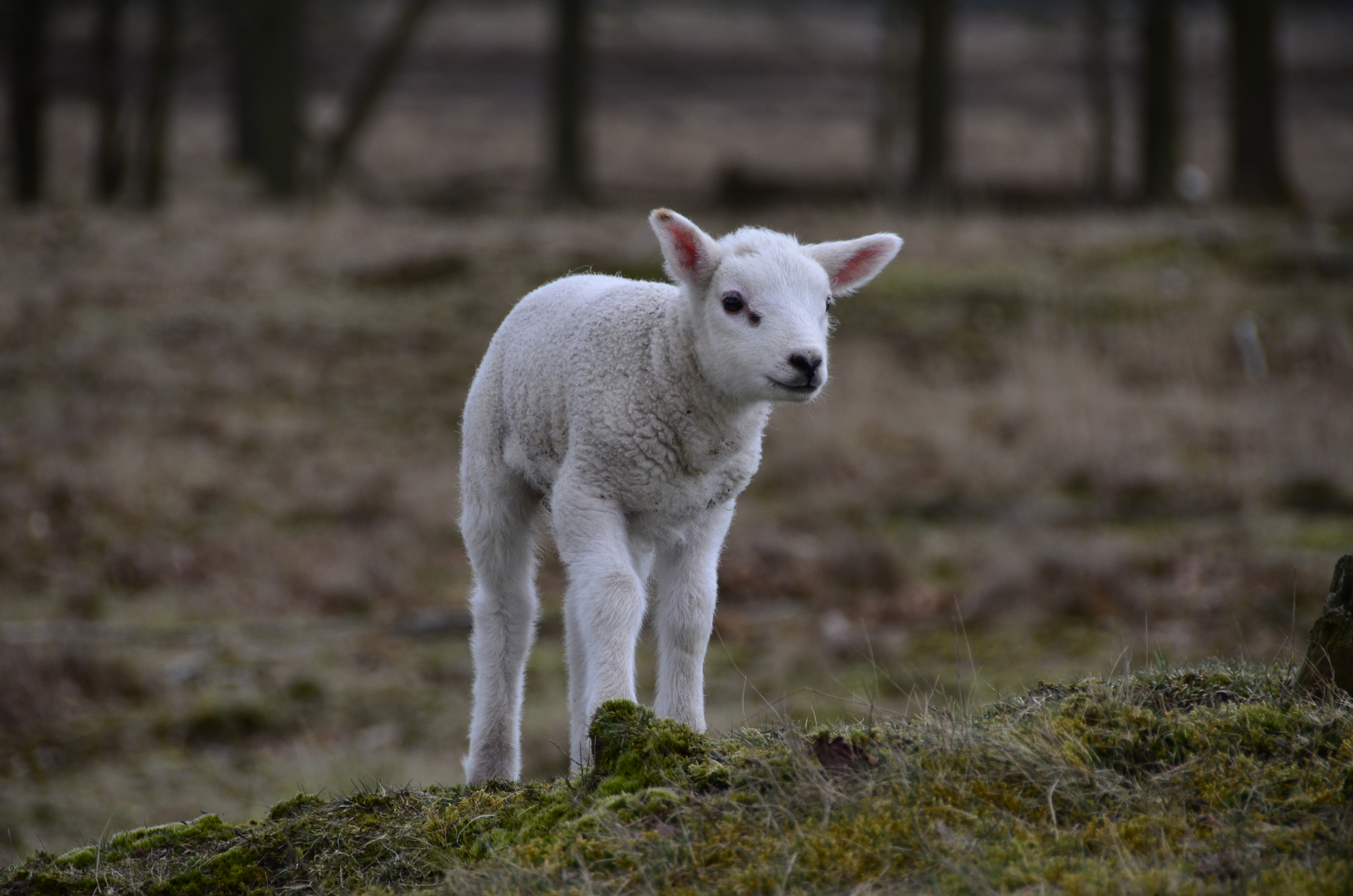 lammetje-1