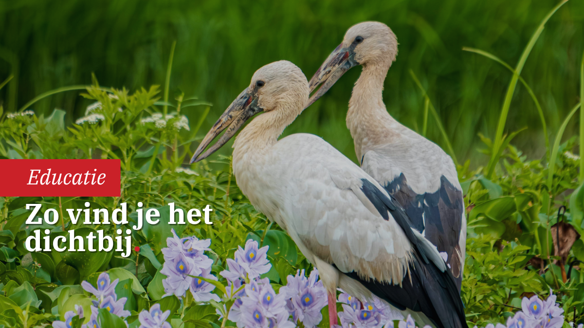 wildlifefotografie-zonder-verre-reizen