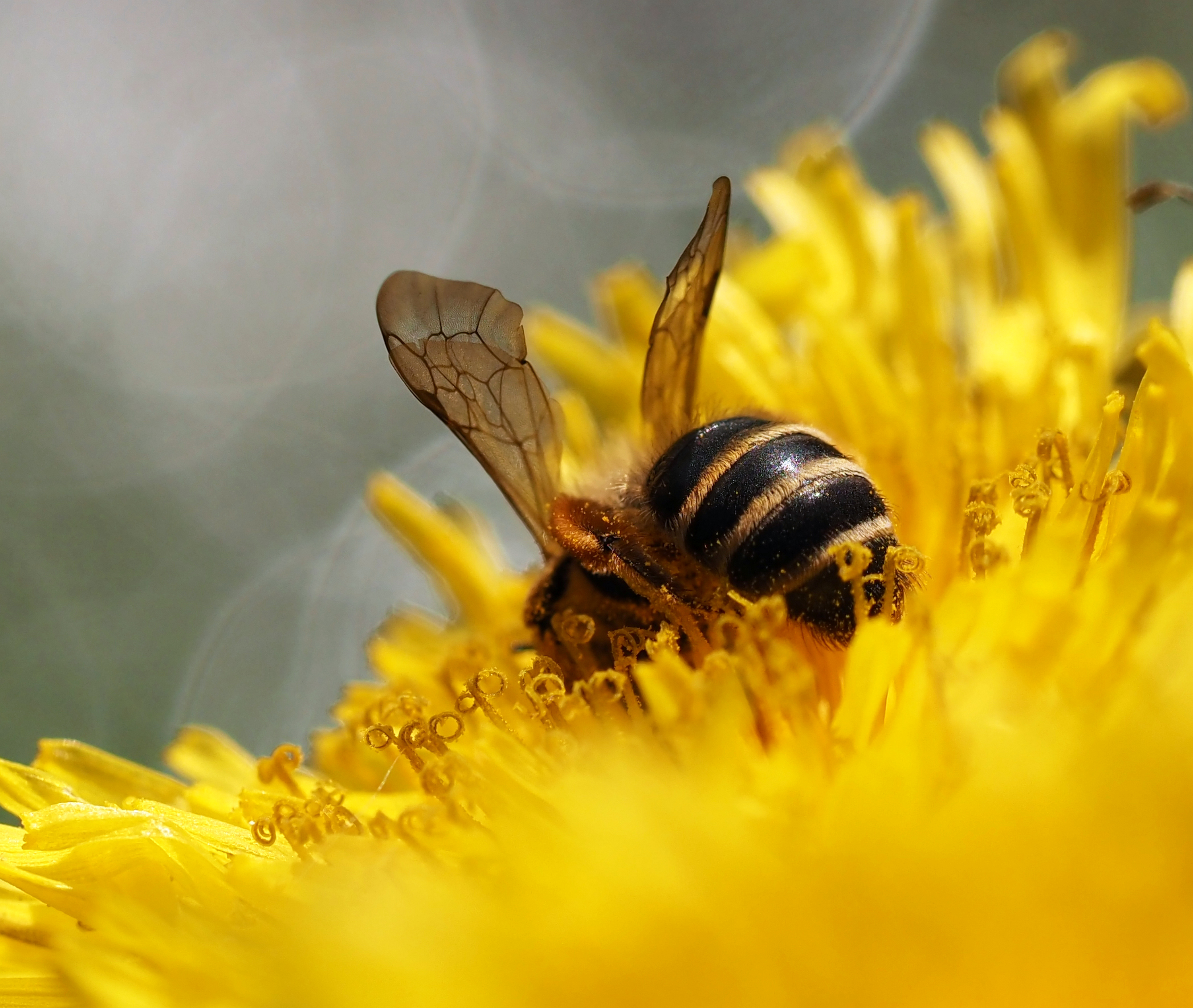 bij-op-paardenbloem