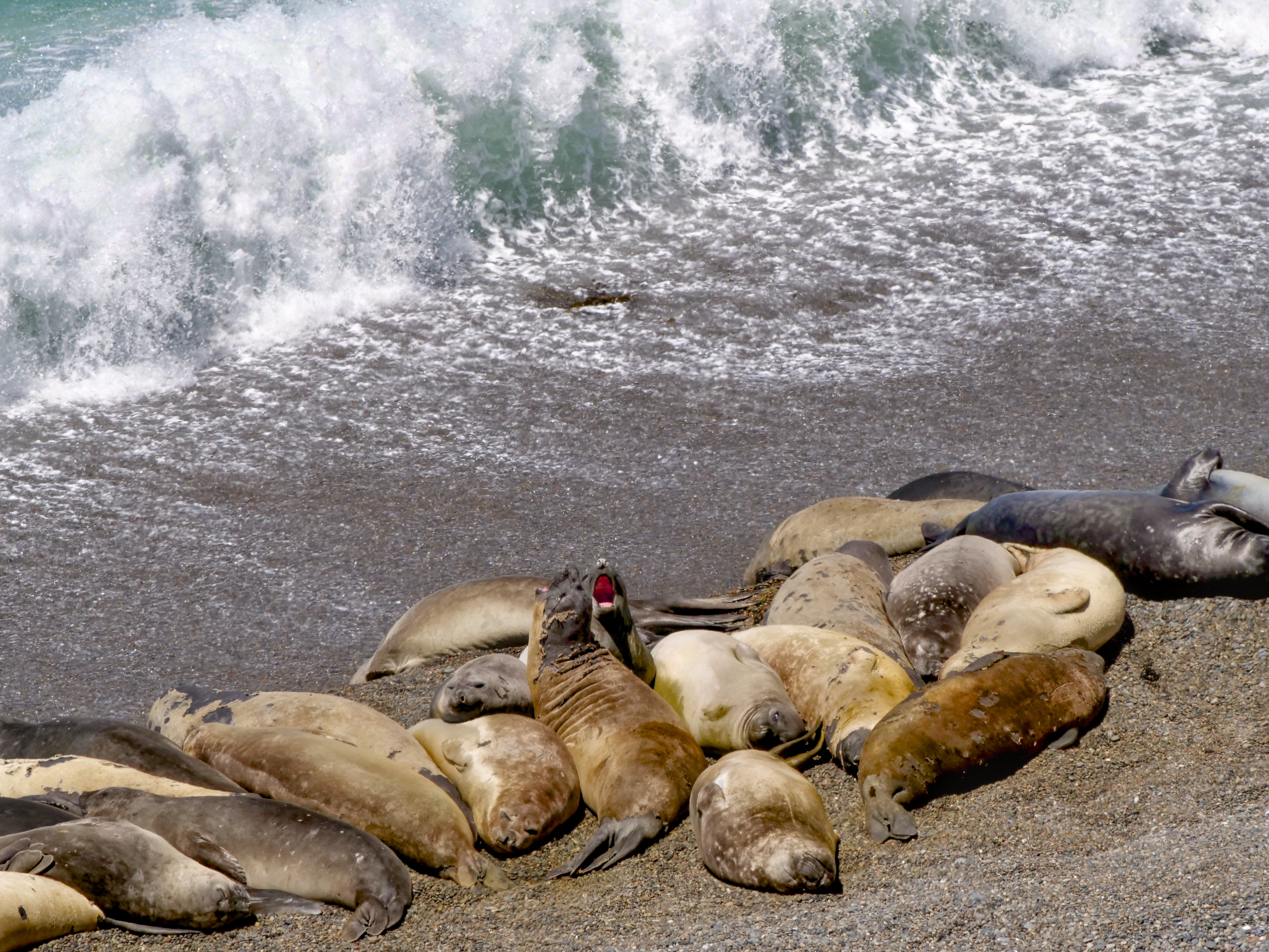 singing-female-elephant-seals