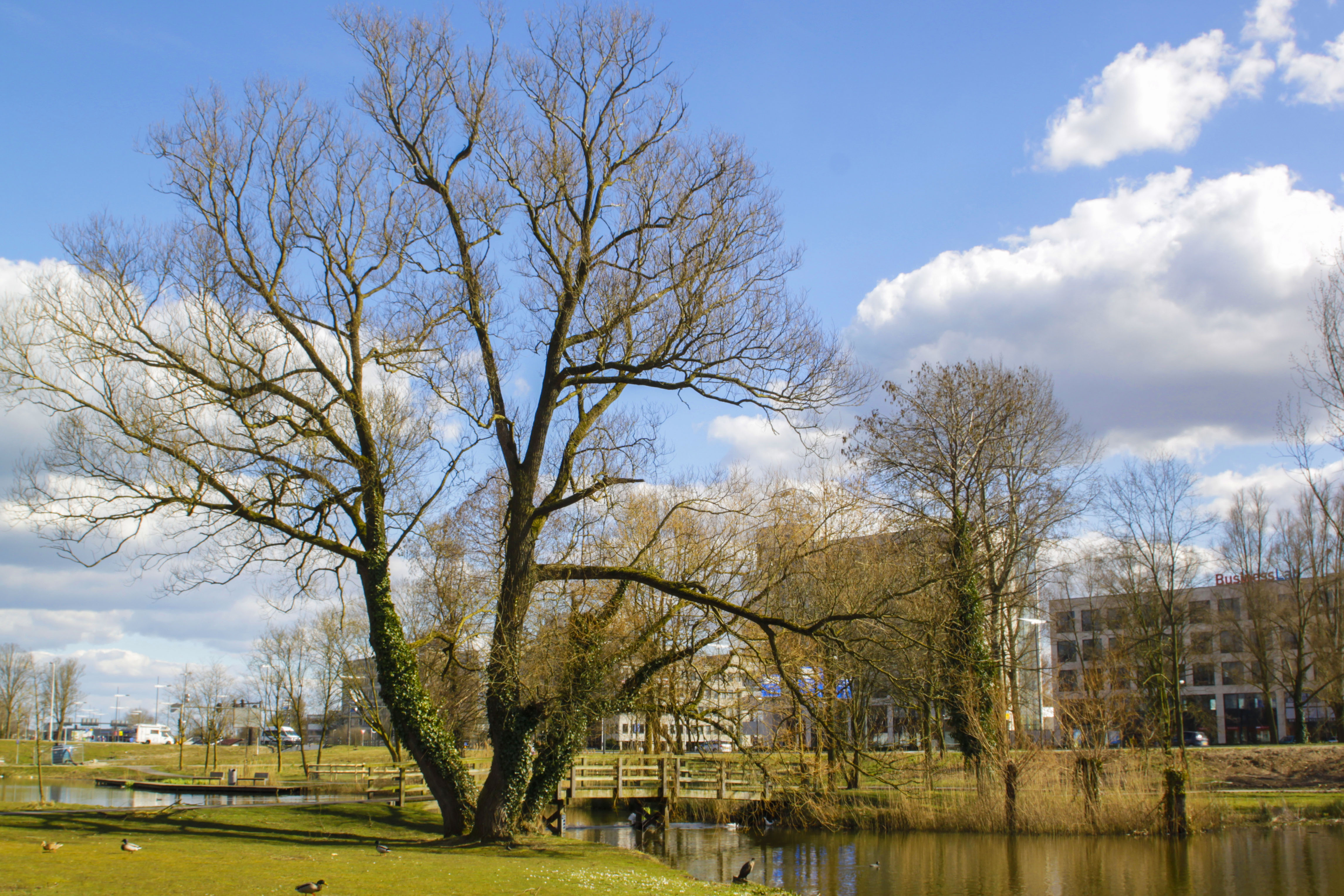 the-beauty-of-a-tree