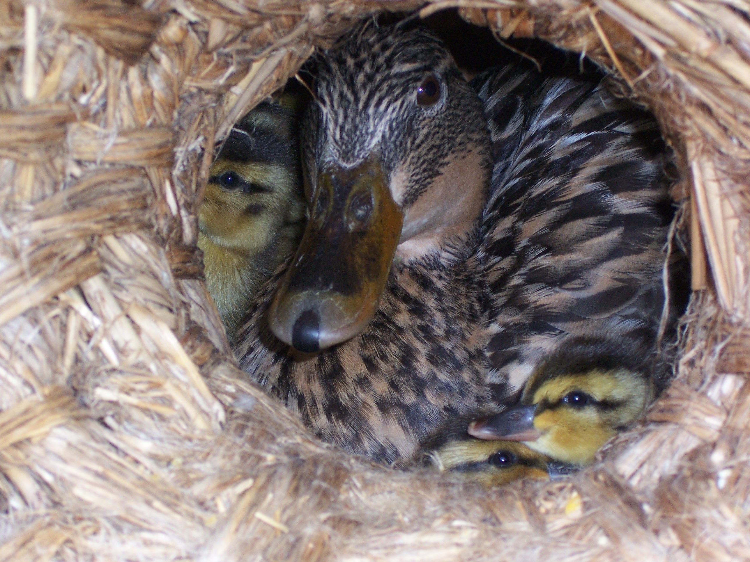 eend-met-pulletjes-in-korf