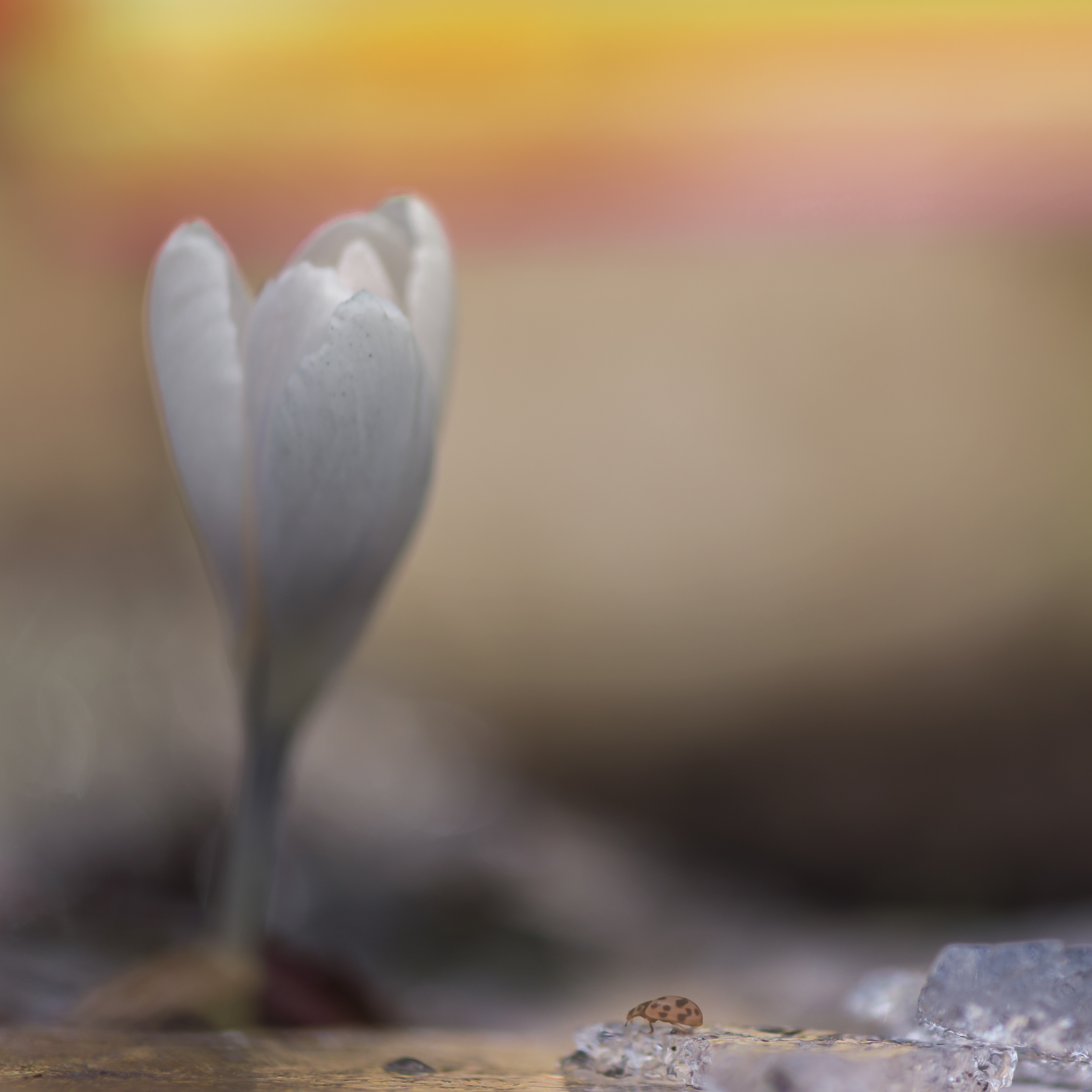 de-voorbodes-van-lente