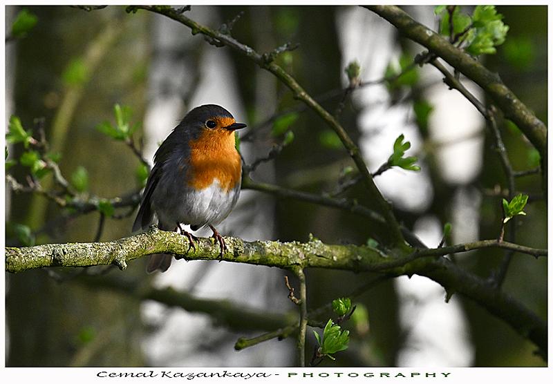 roodborst-46