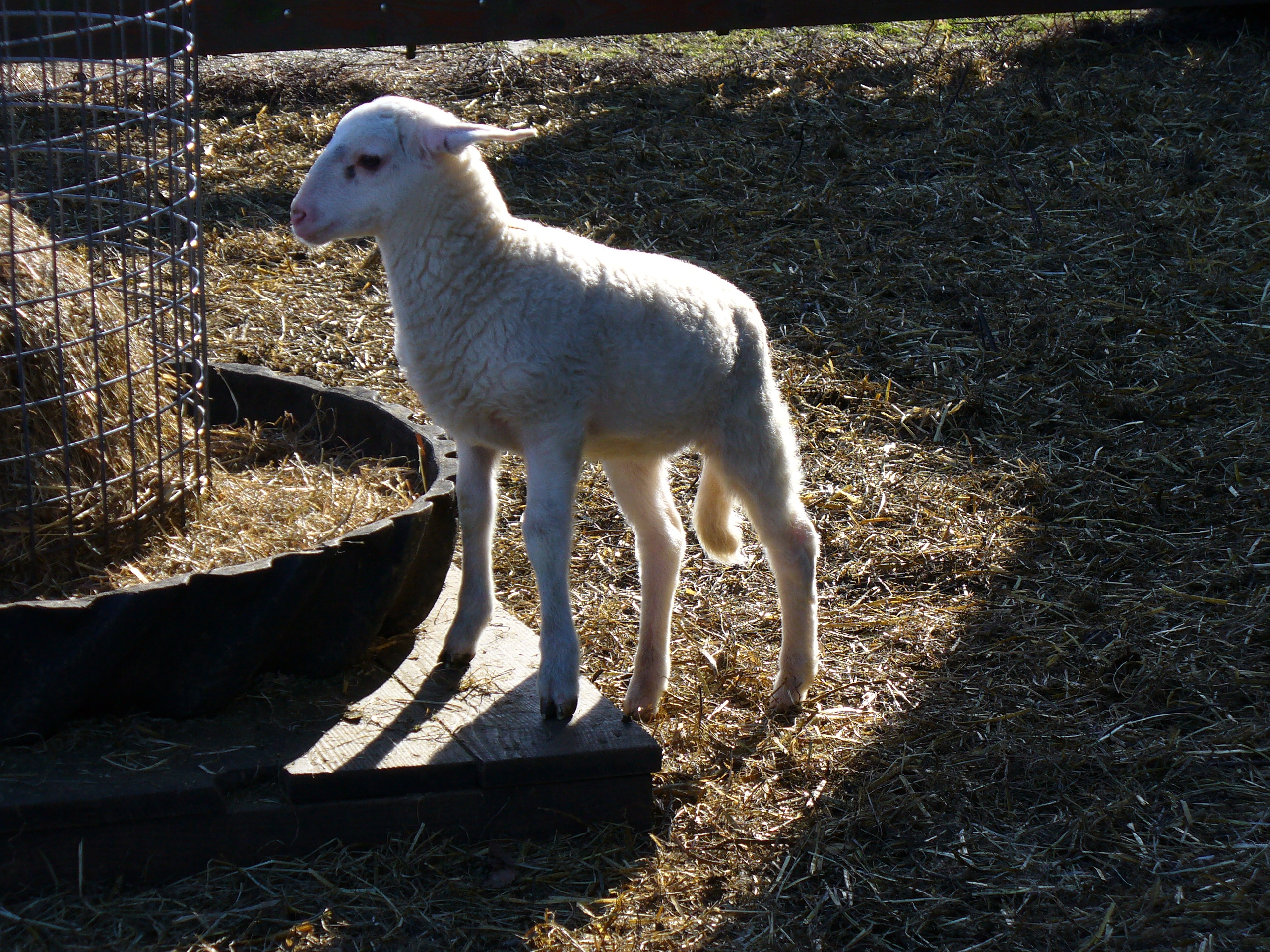 lammetje-voorjaarsachtig