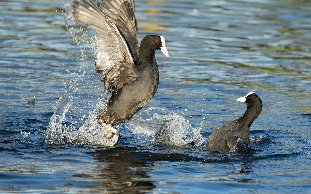 meerkoet-vs-meerkoet