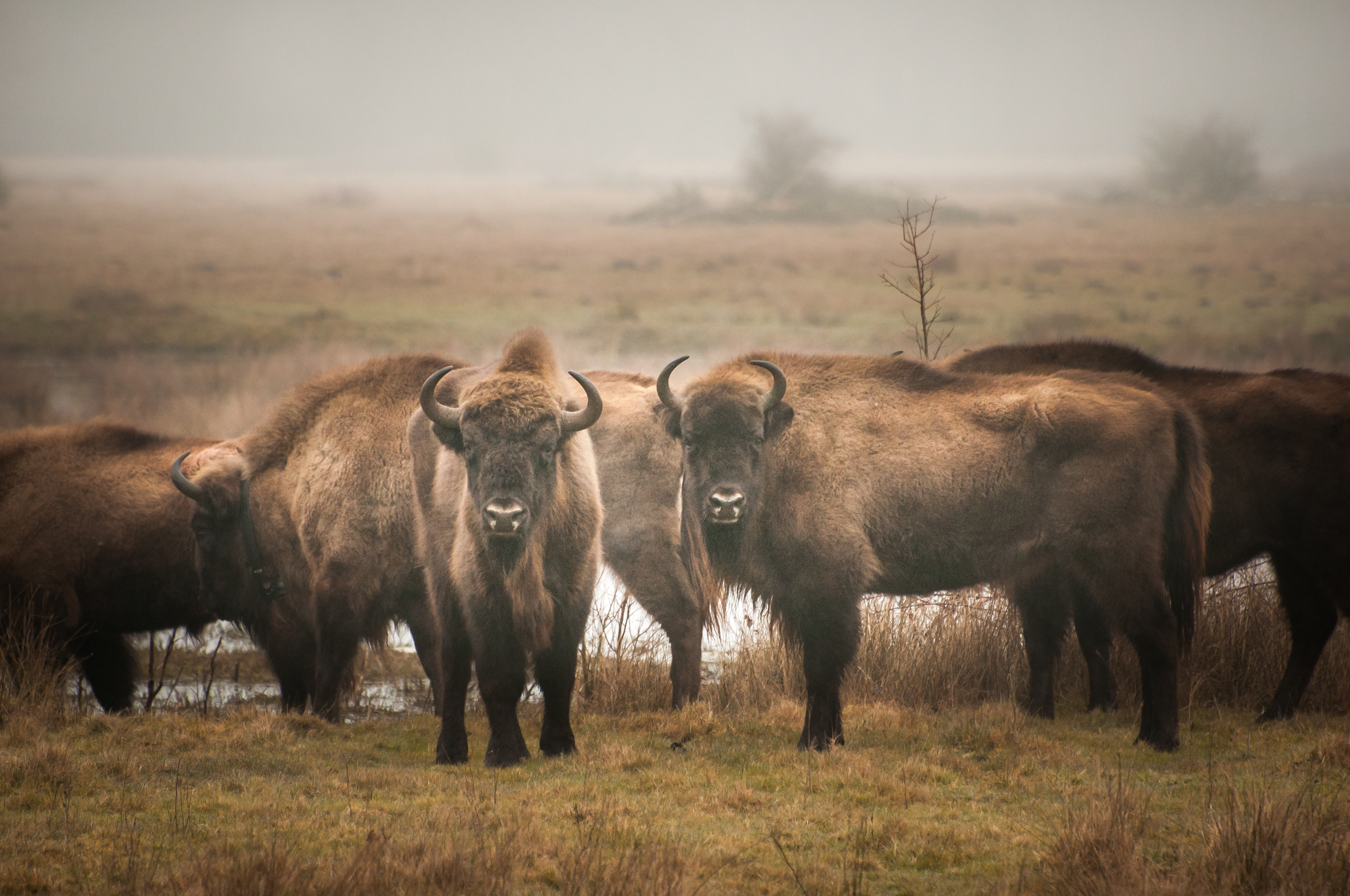 wisenten-maashorst-uden