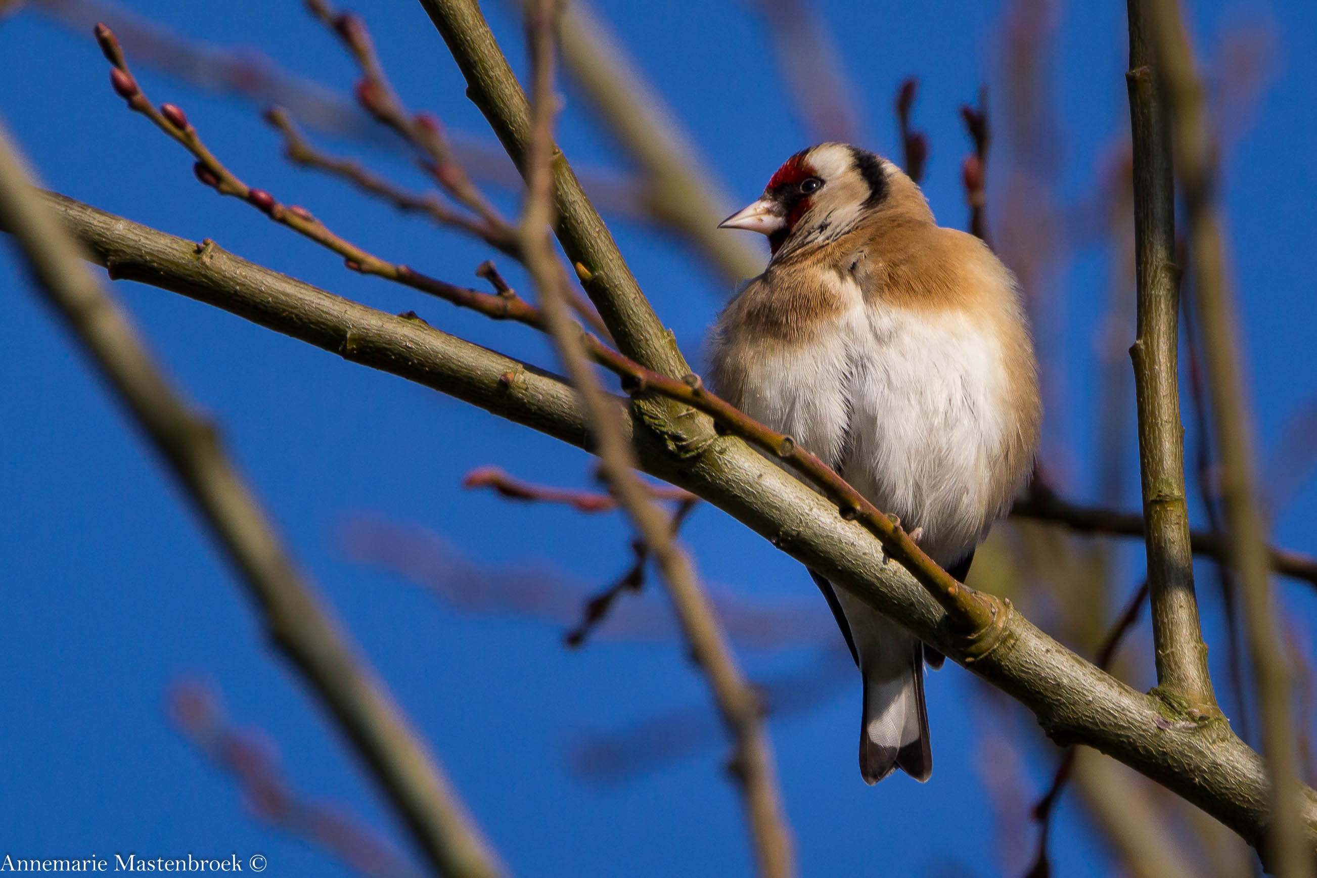 een-putter-tussen-de-ontluikende-takken-van-de-bomen