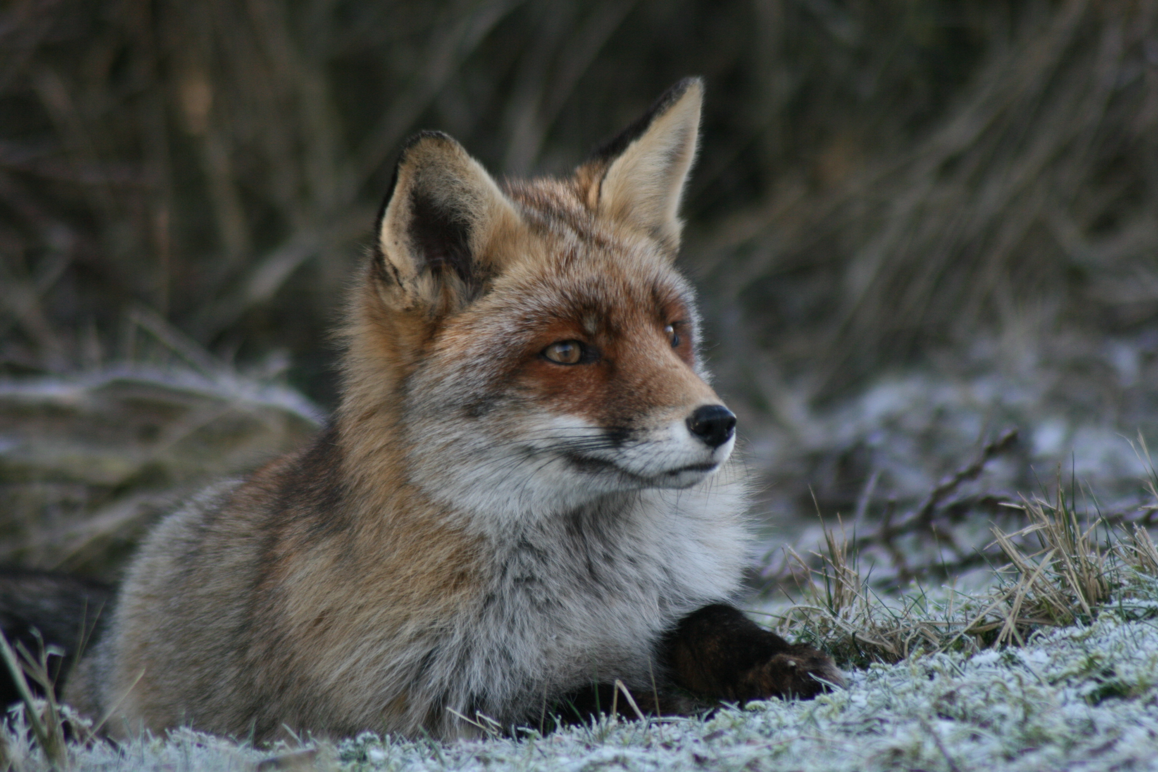 prachtige-vos-wild-and-free