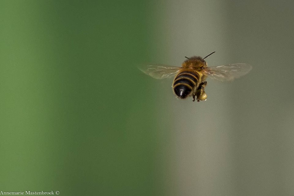 een-van-de-eerste-bijen
