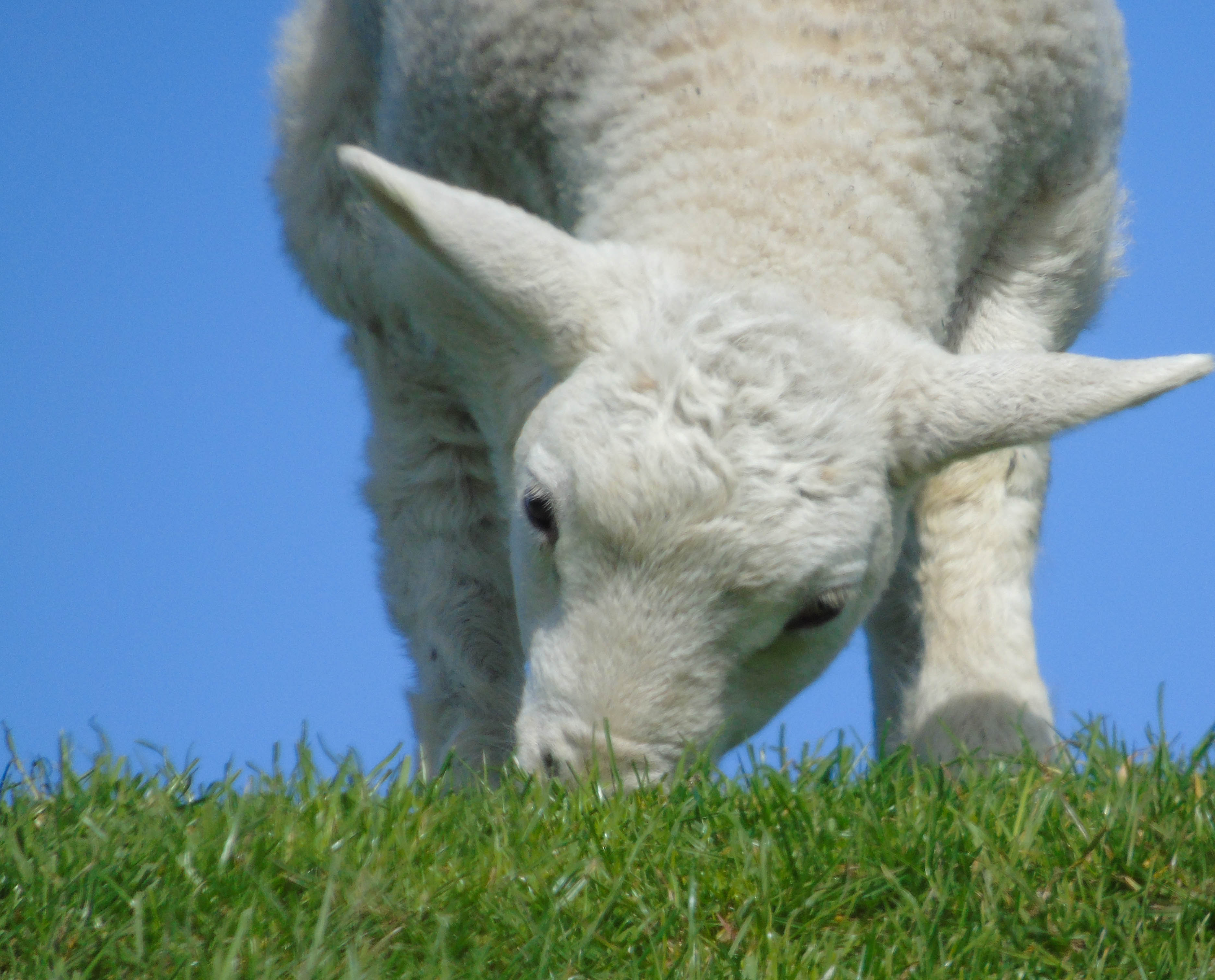 lammetje-2