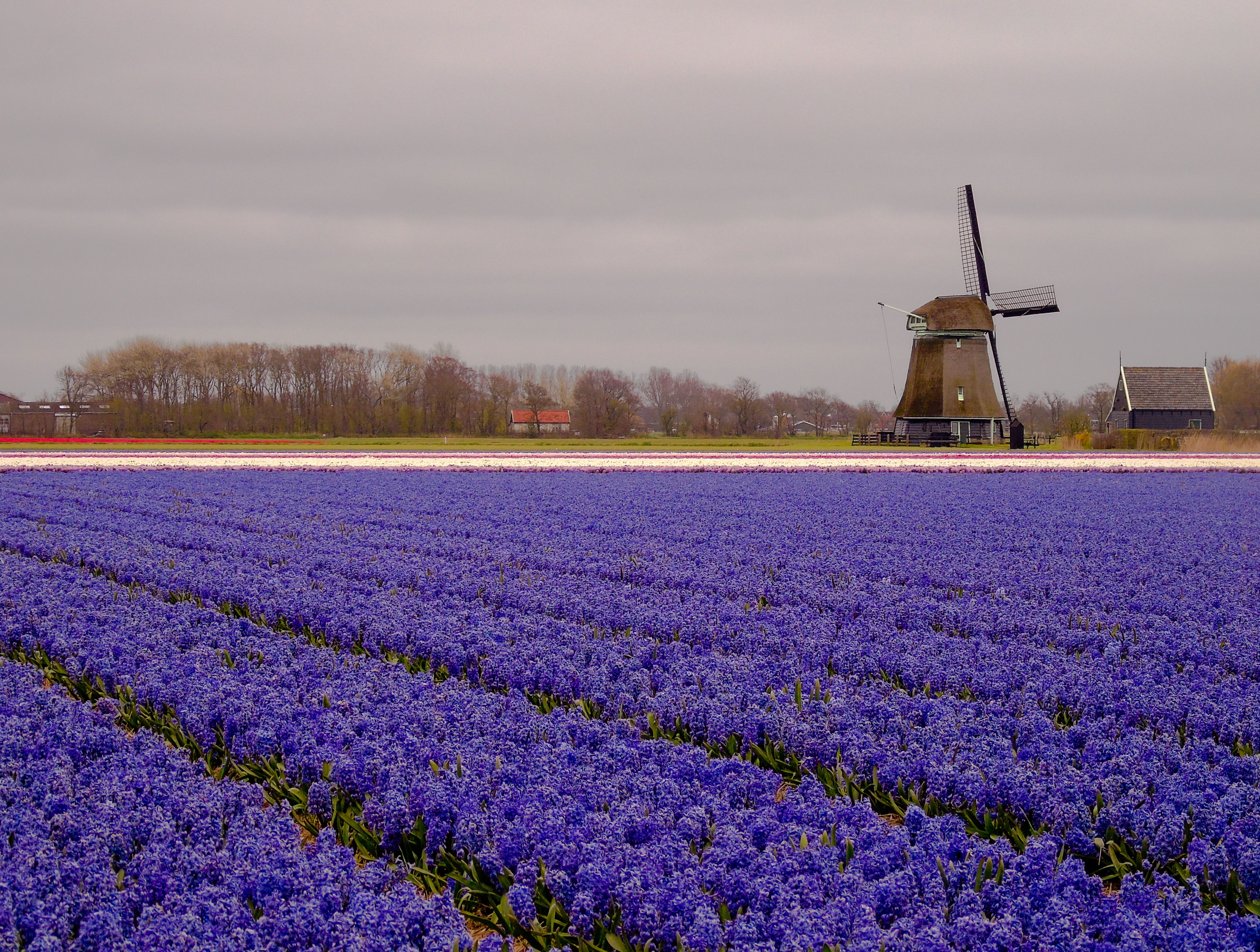 holland-1