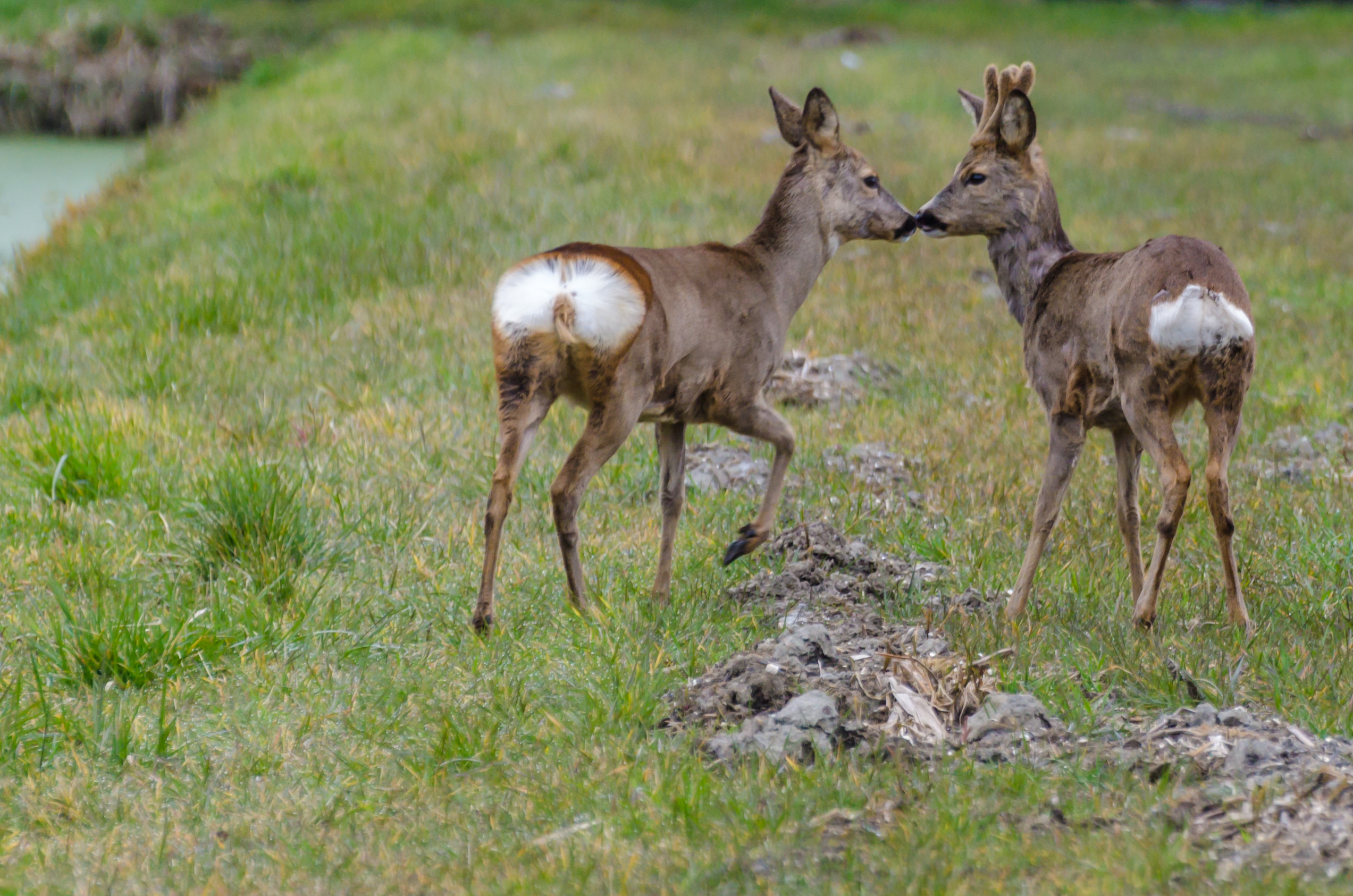 lentekriebels-in-rockanje