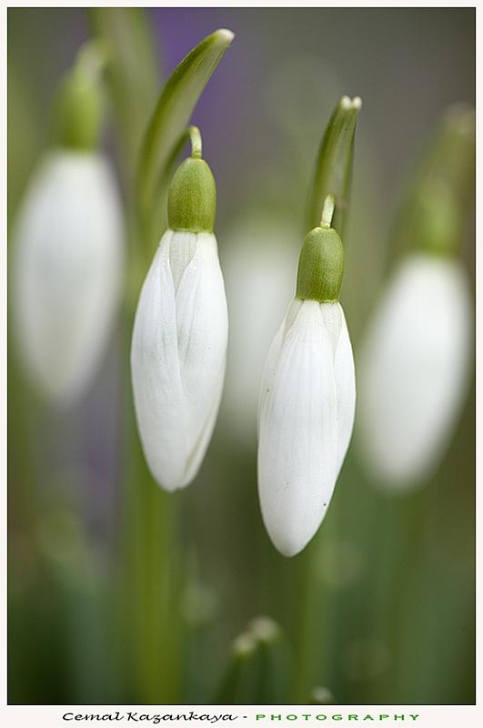 sneeuwklokjes-14